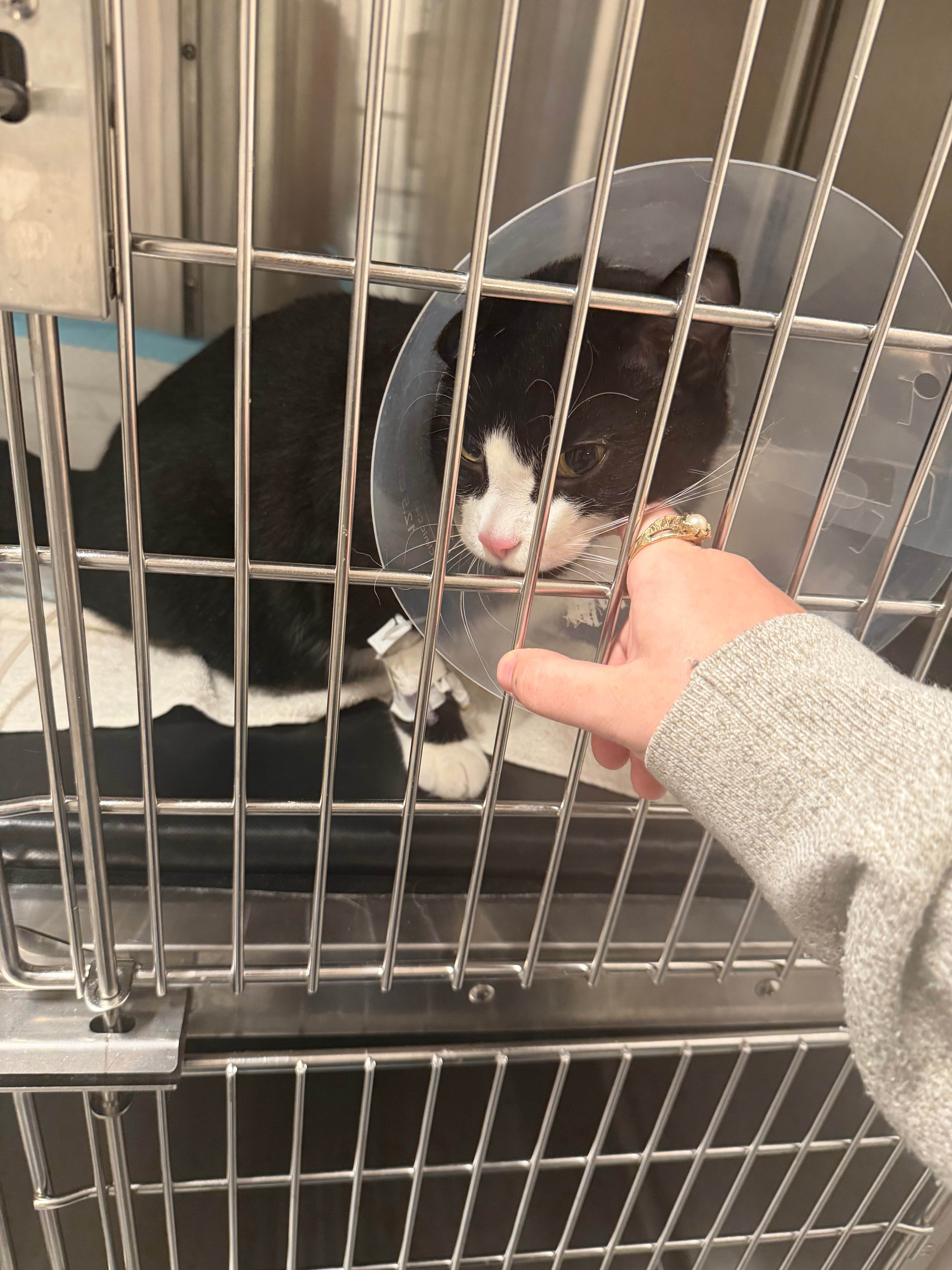 Aid for Lunchbox's Bladder Surgery Costs campaign photo, 2 of 5