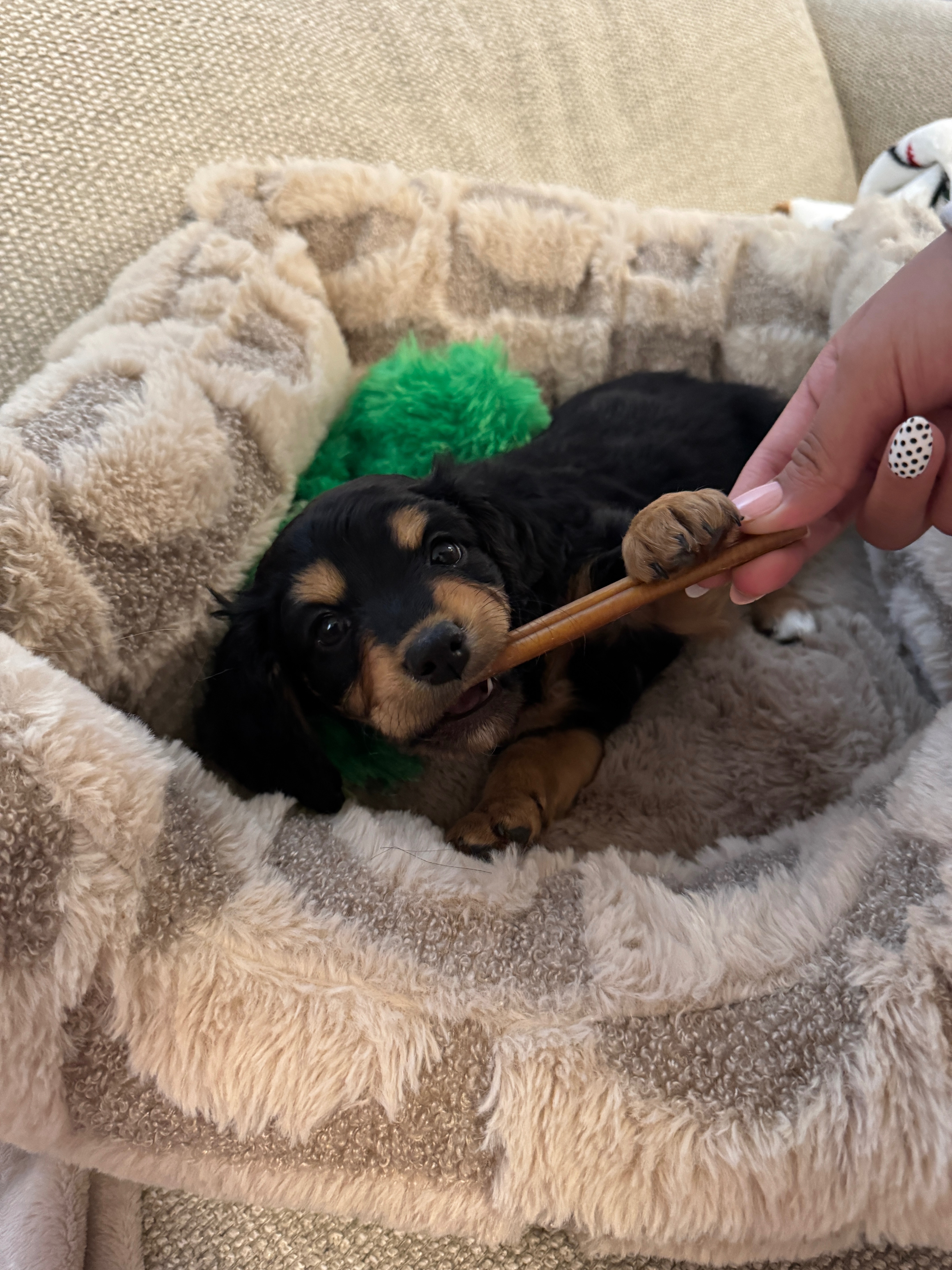 Help Yoshi Heal His Broken Leg campaign photo, 5 of 6