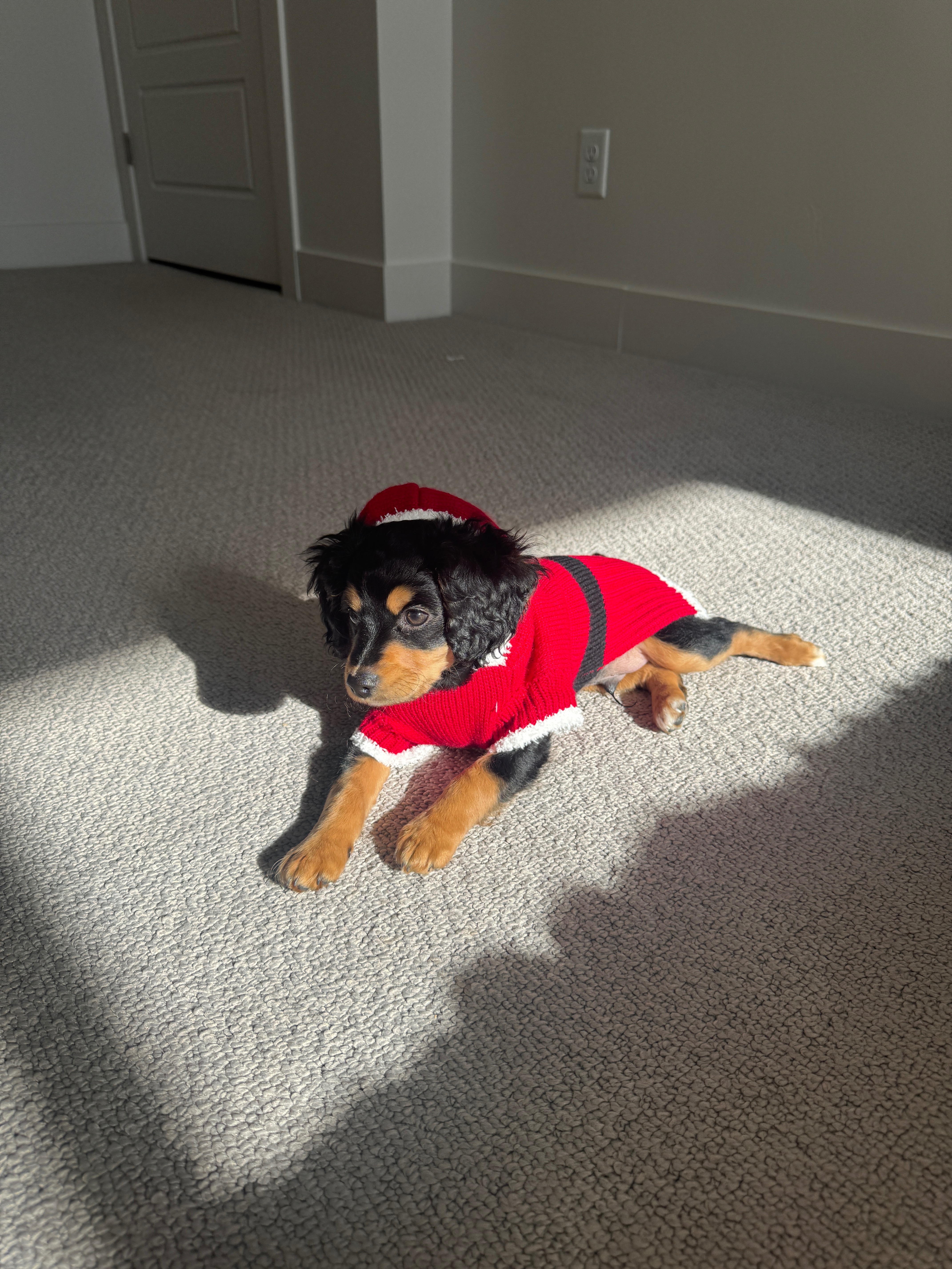 Help Yoshi Heal His Broken Leg campaign photo, 2 of 6