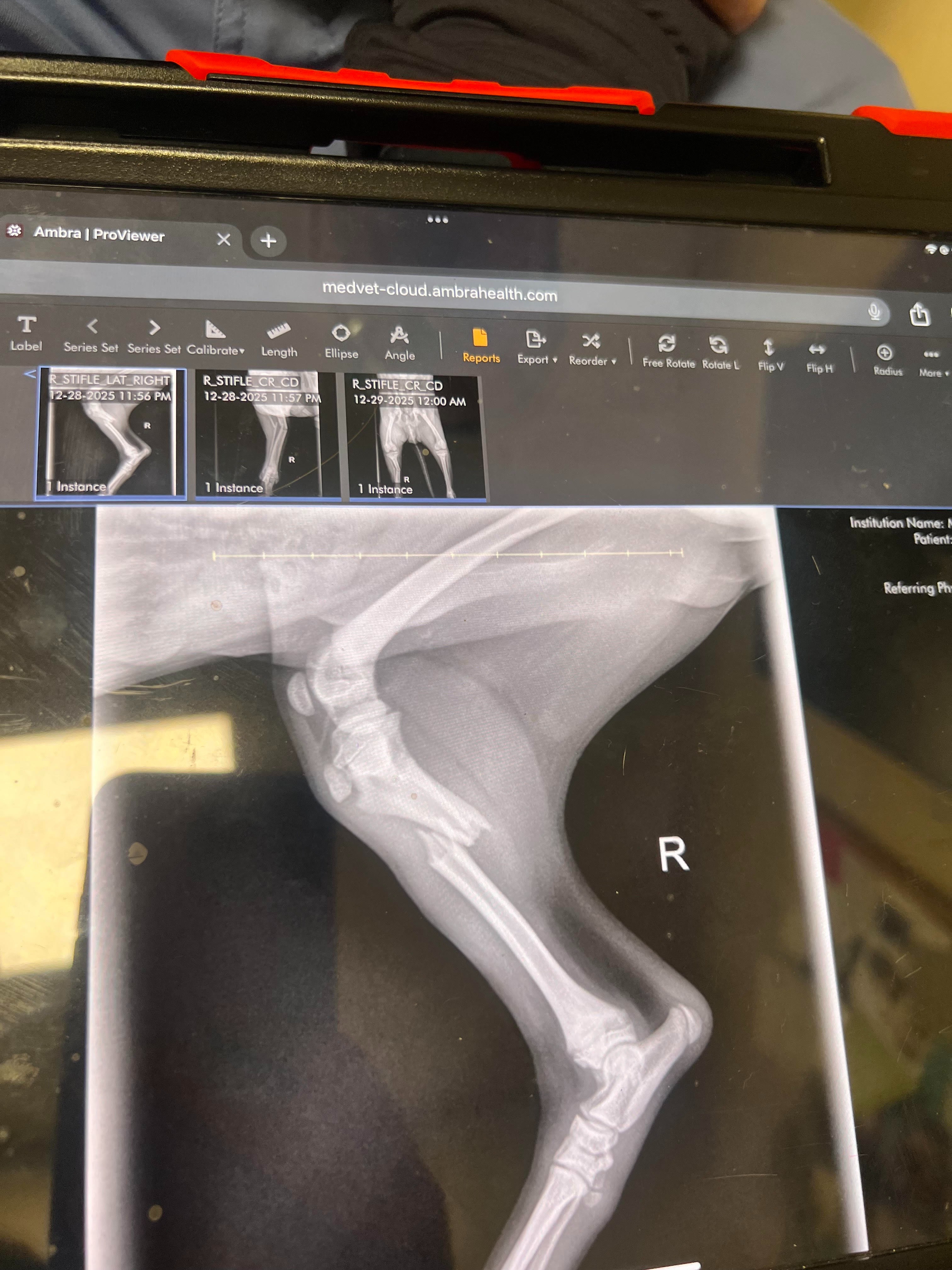 Help Yoshi Heal His Broken Leg campaign photo, 4 of 6