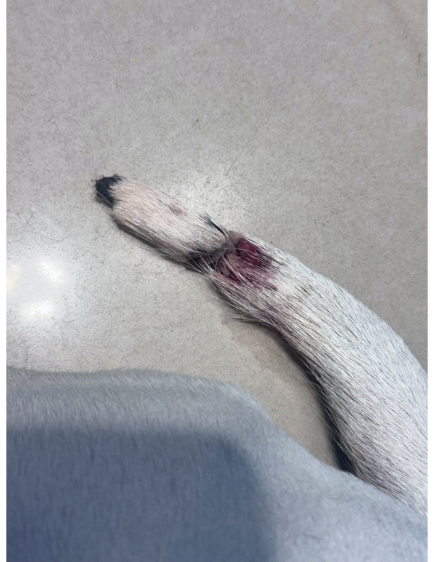 Help Tilly Heal After Emergency Surgery campaign photo, 5 of 6