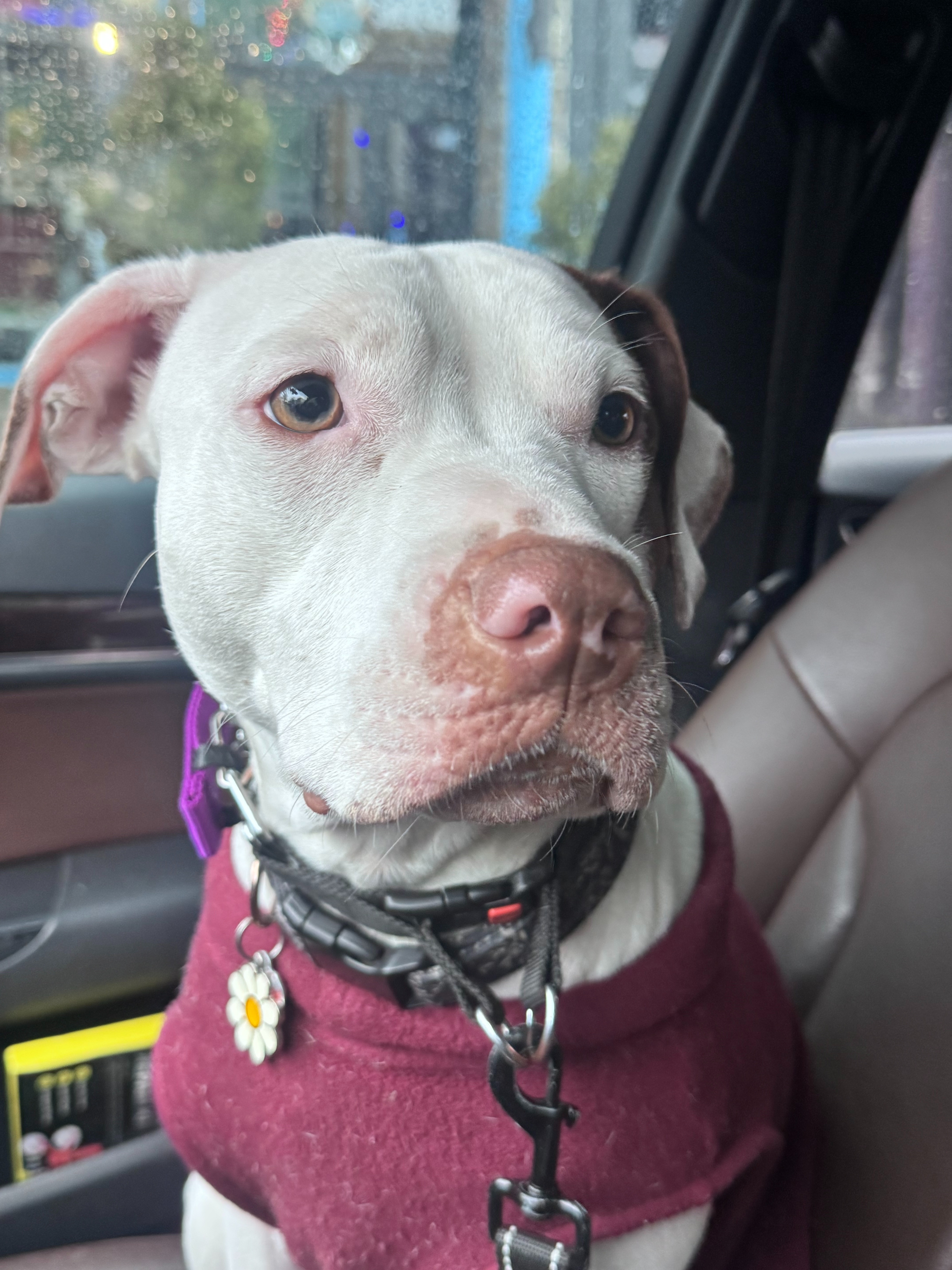 Help Tilly Heal After Emergency Surgery campaign photo, 2 of 6