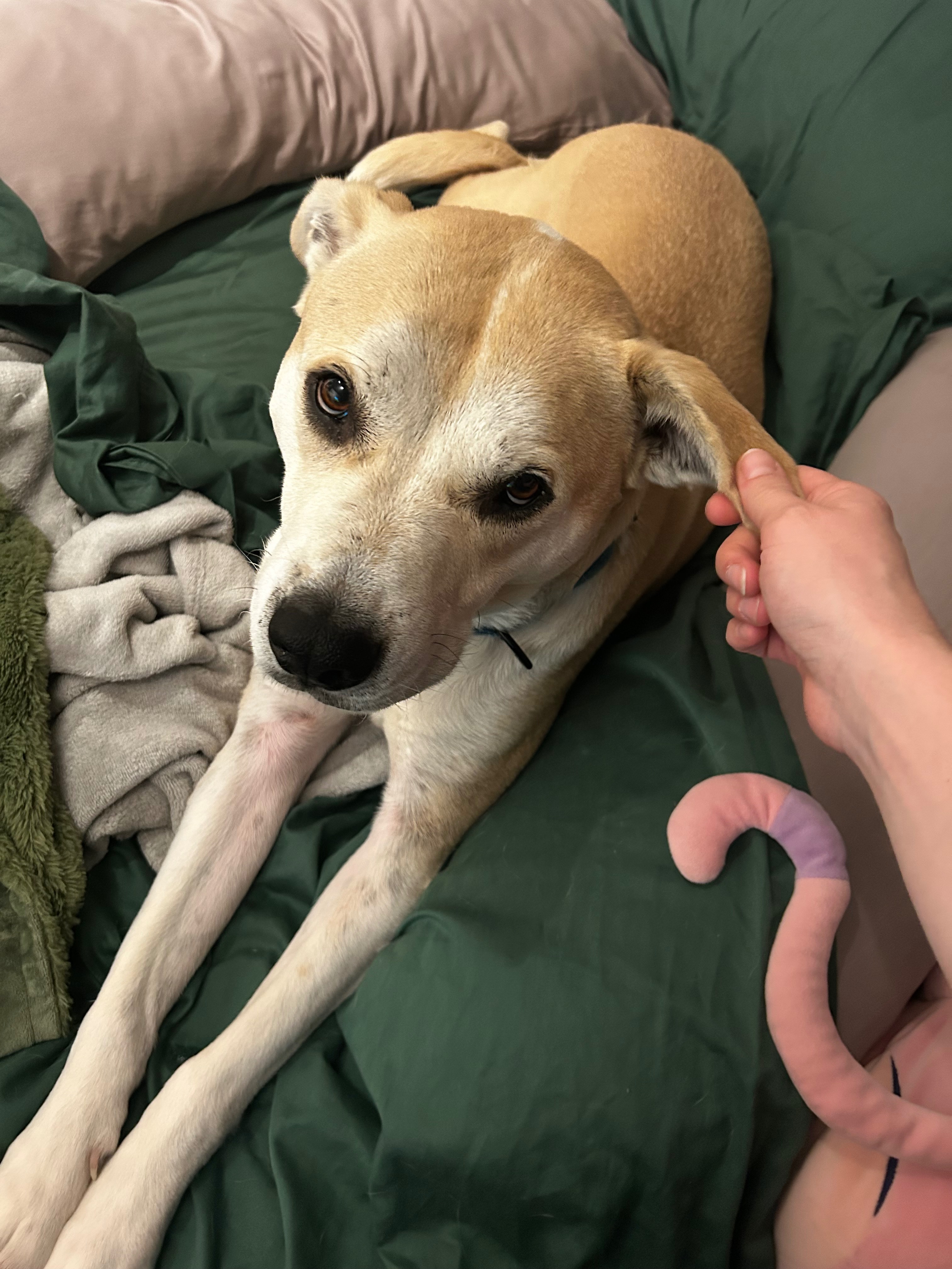 Luka is Getting his Toe Amputated! campaign photo, 2 of 7