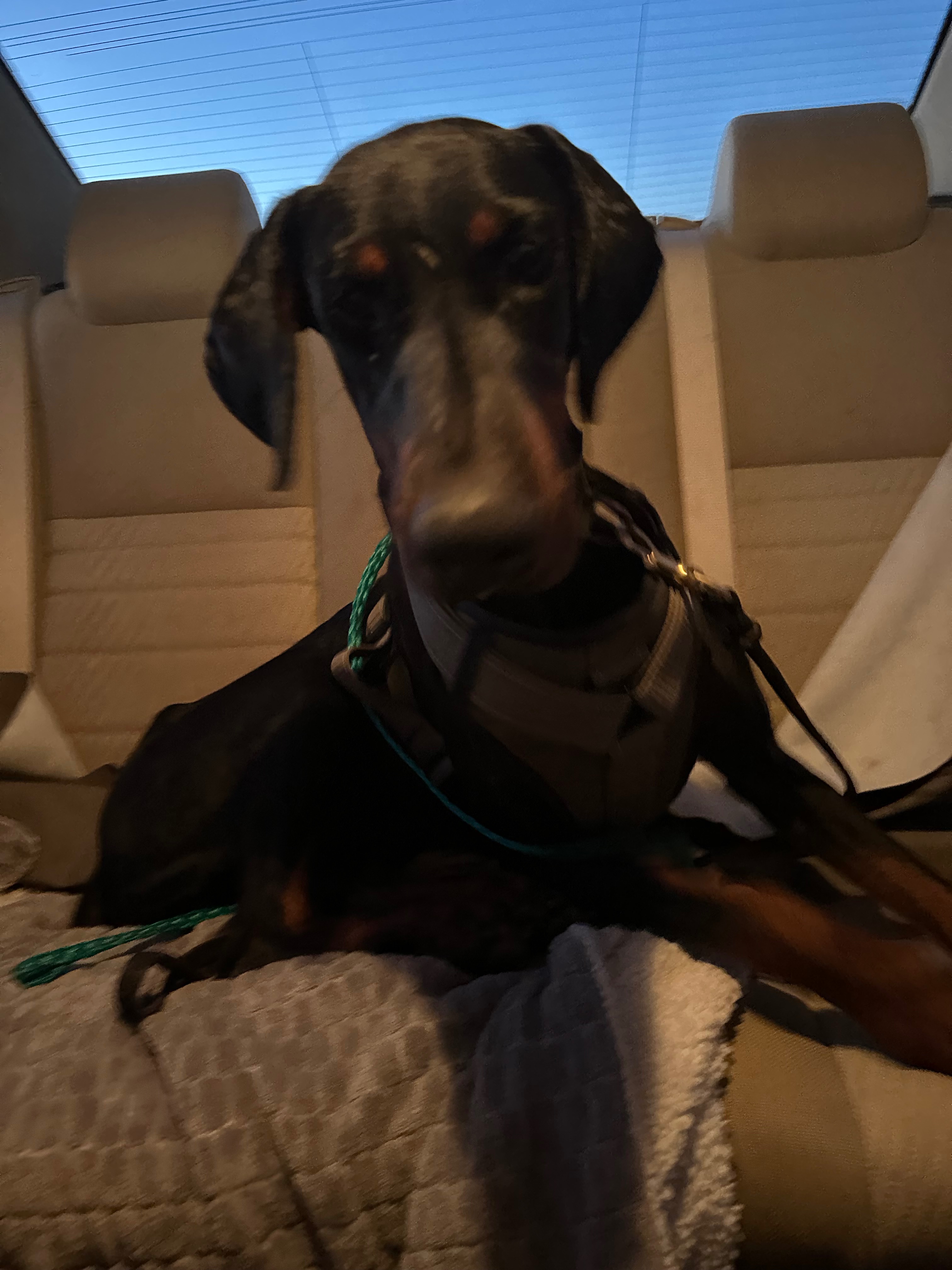 Fund Transport and Care for Dobermans in Need campaign photo, 6 of 7