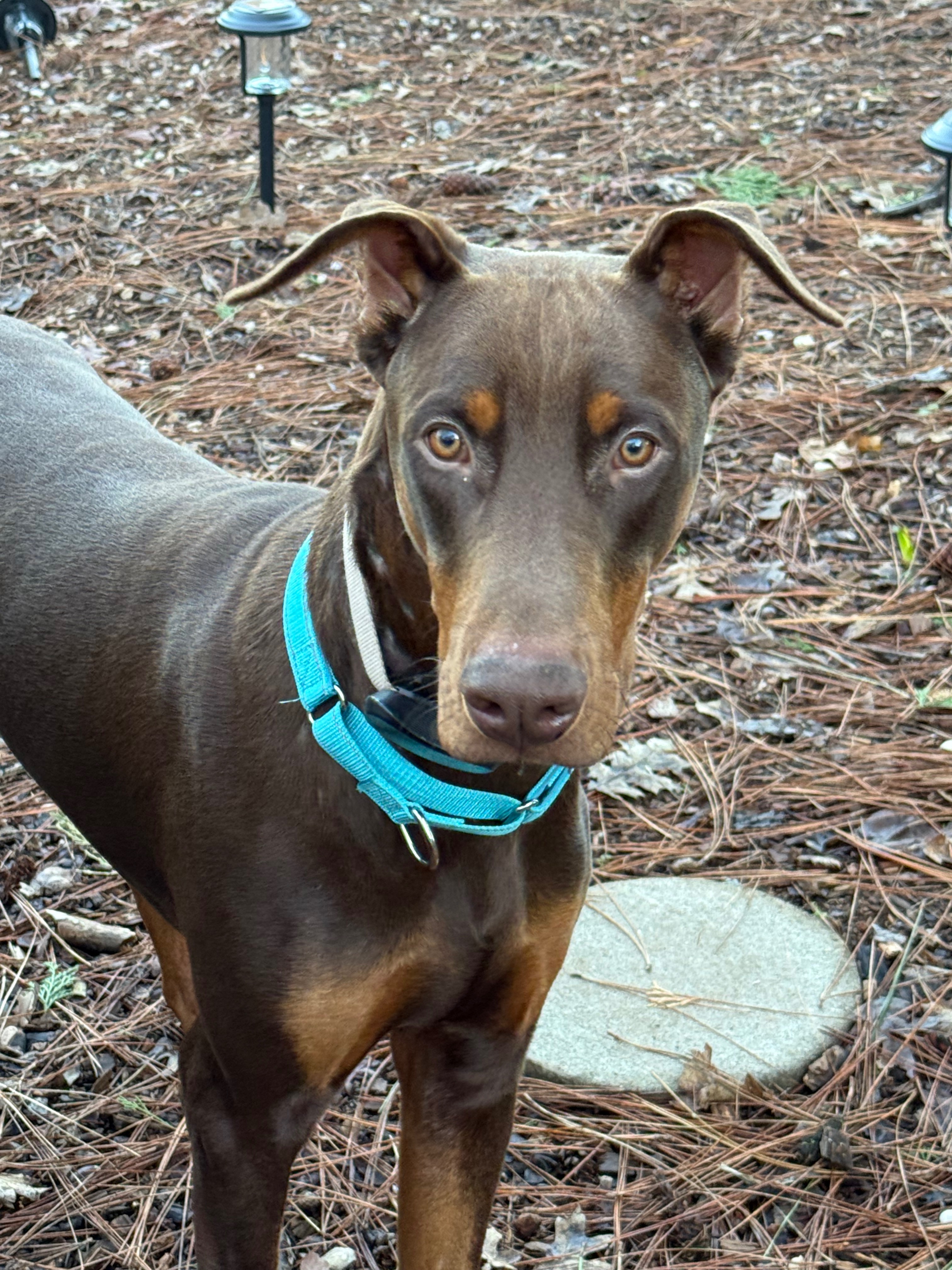 Fund Transport and Care for Dobermans in Need campaign photo, 2 of 7