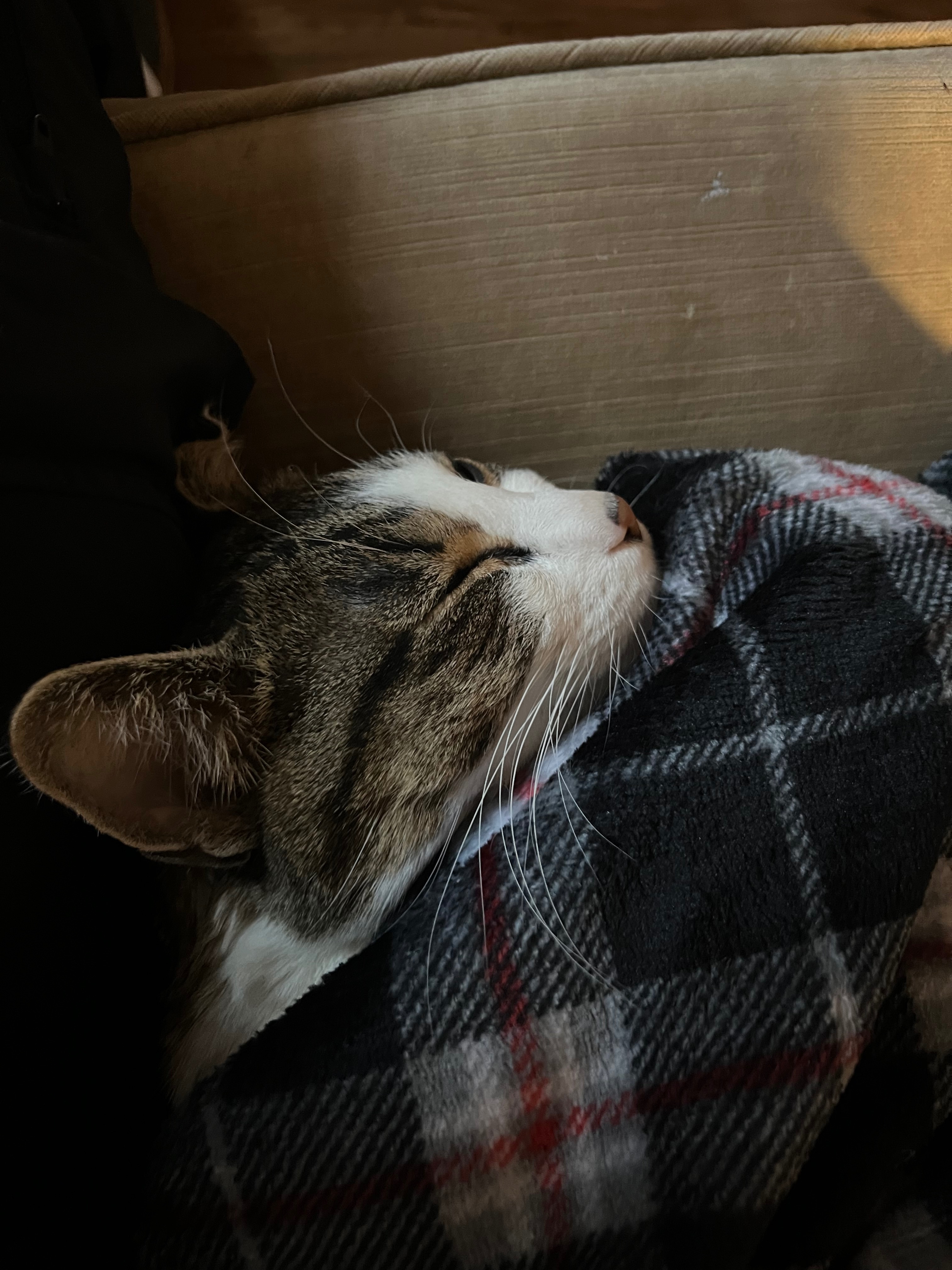 Help Calven Get Urgent Veterinary Care campaign photo, 2 of 4