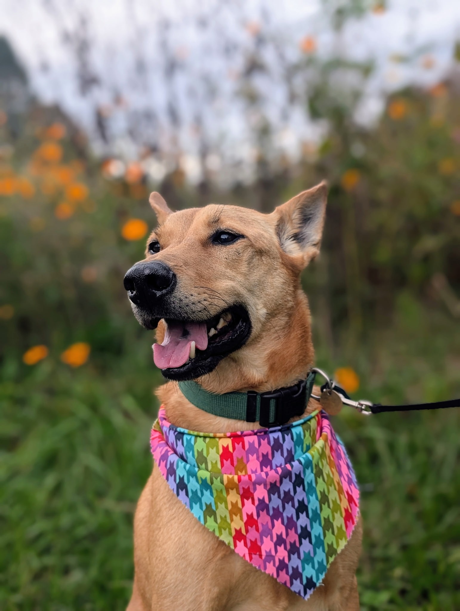 Help with Mars’s Emergency Vet & End-of-Life Care campaign photo, 4 of 5