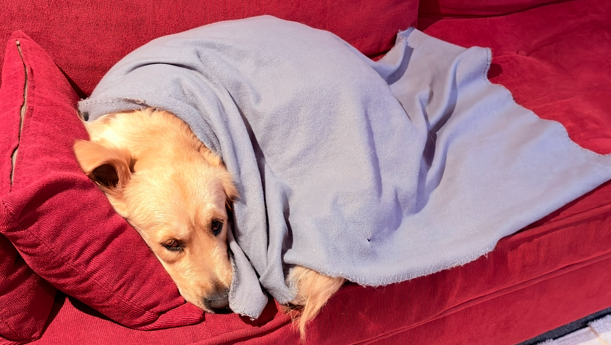 Save Our Dog Urgent Vet Care Needed photo