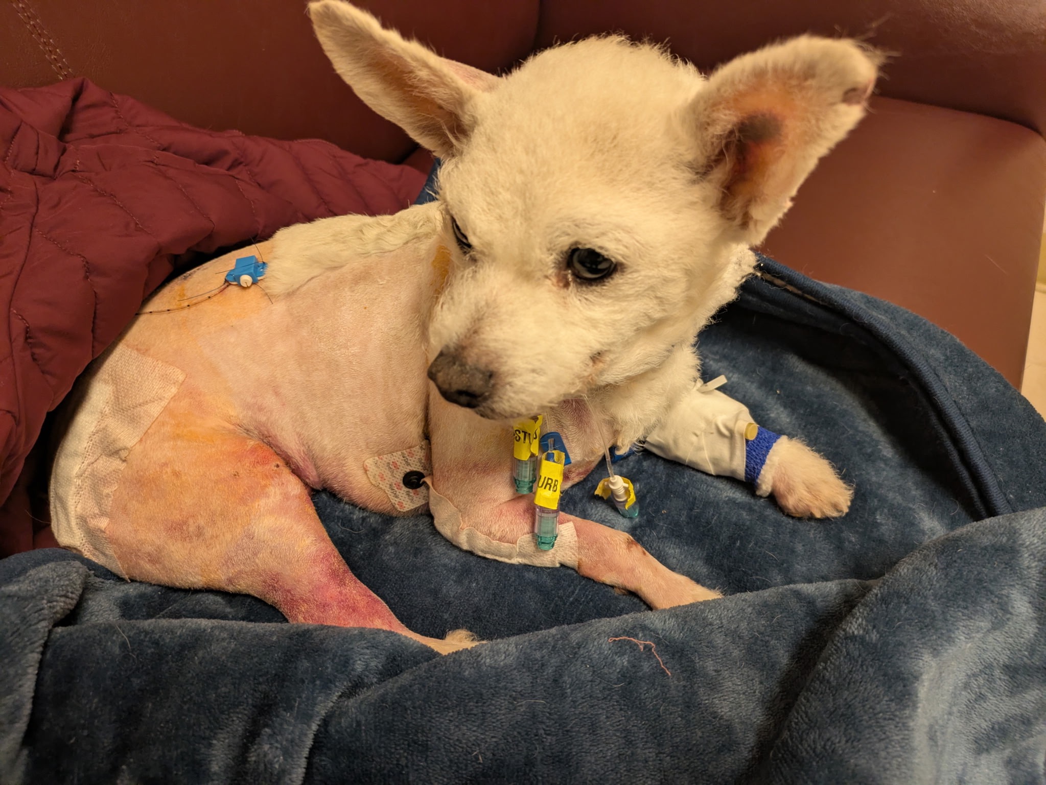 Help Save Luci: A Journey of Love and Healing campaign photo, 7 of 8