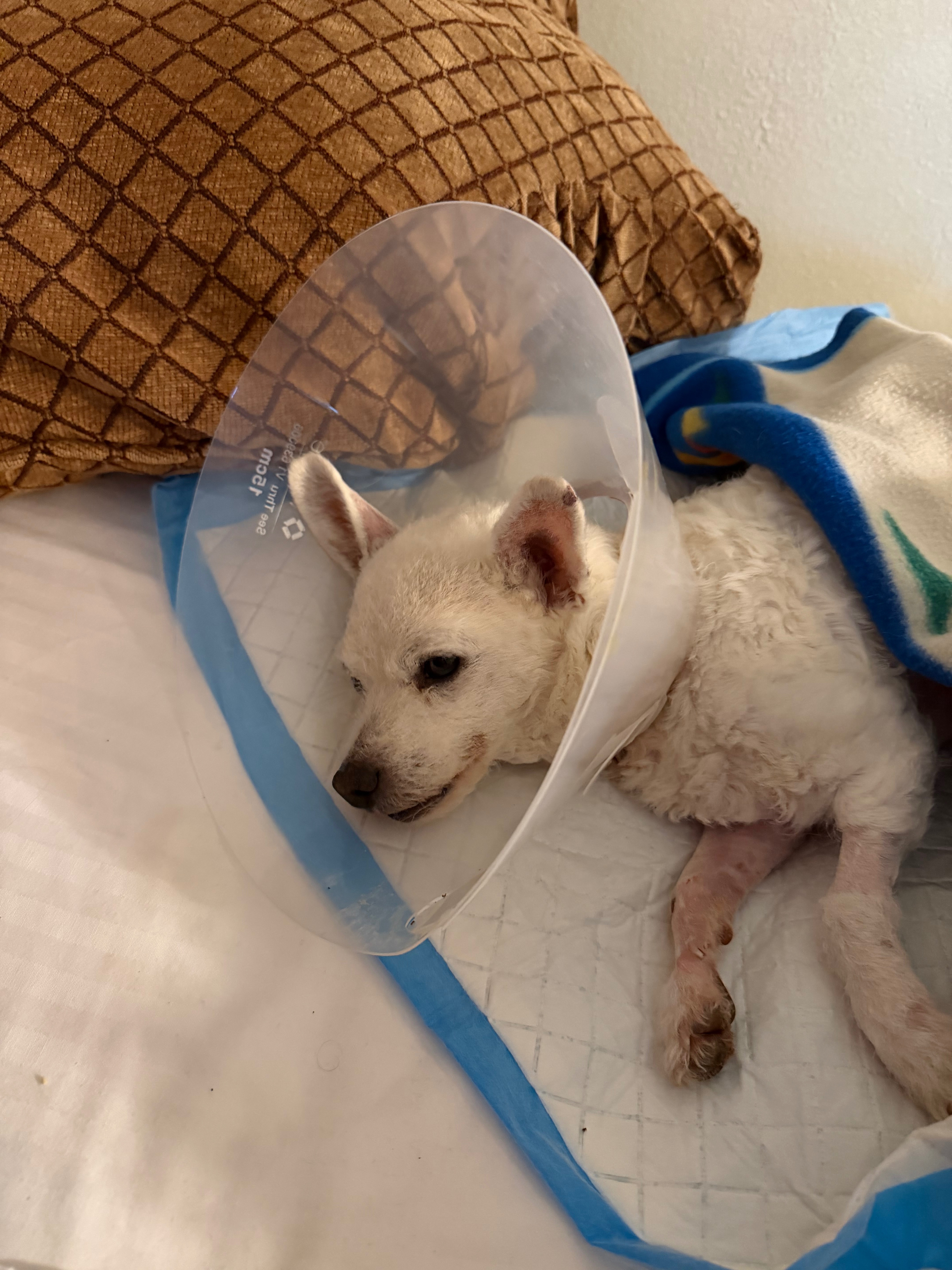 Help Save Luci: A Journey of Love and Healing campaign photo, 2 of 8