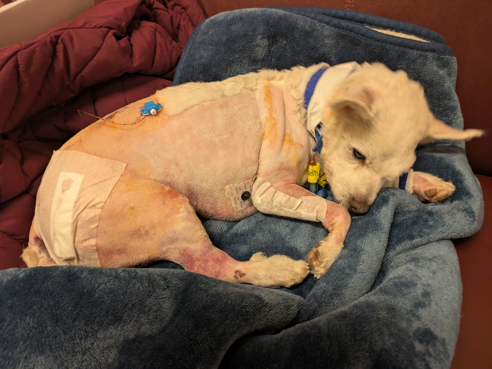 Help Save Luci: A Journey of Love and Healing campaign photo, 4 of 8