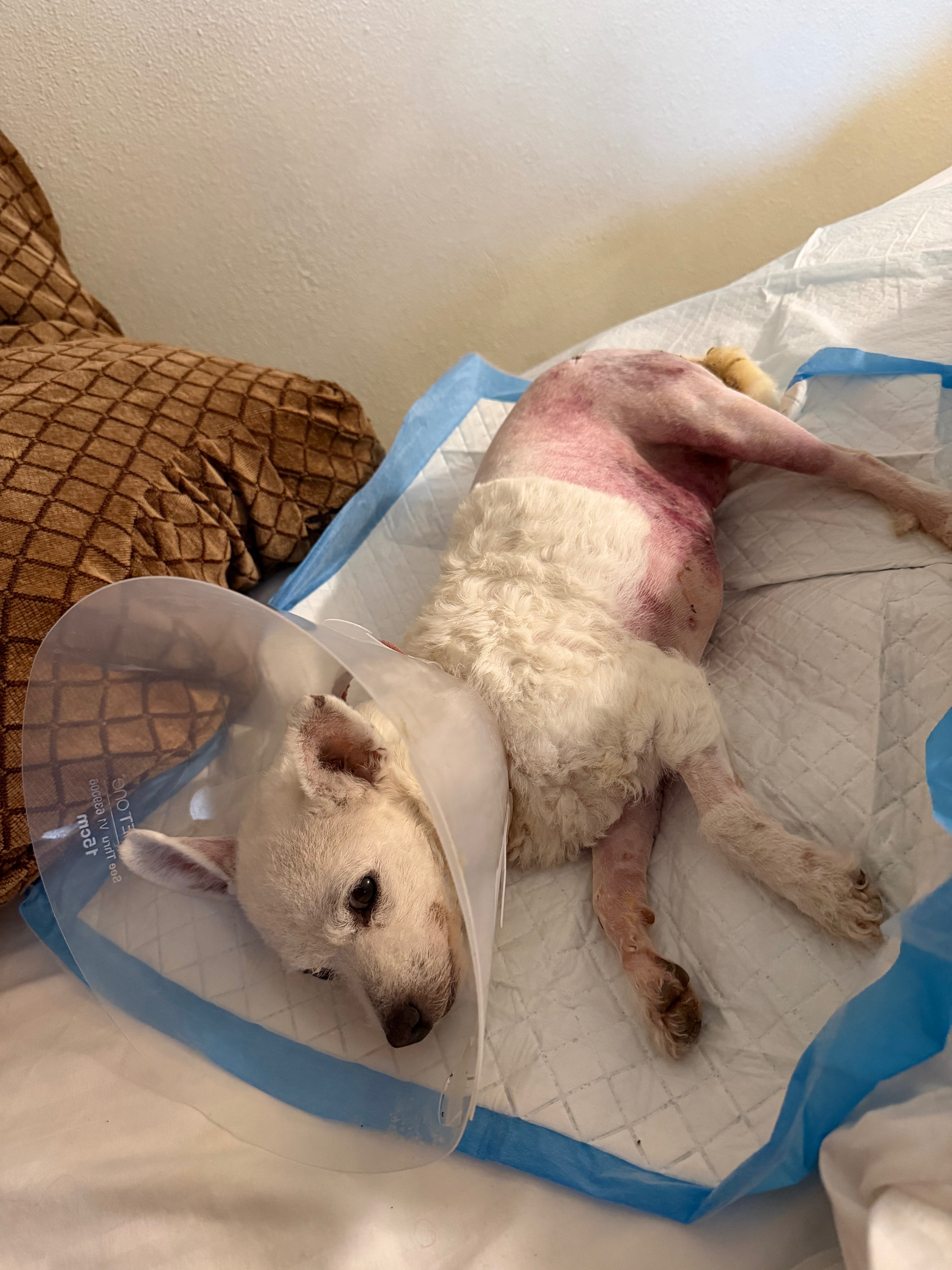 Help Save Luci: A Journey of Love and Healing campaign photo, 5 of 8