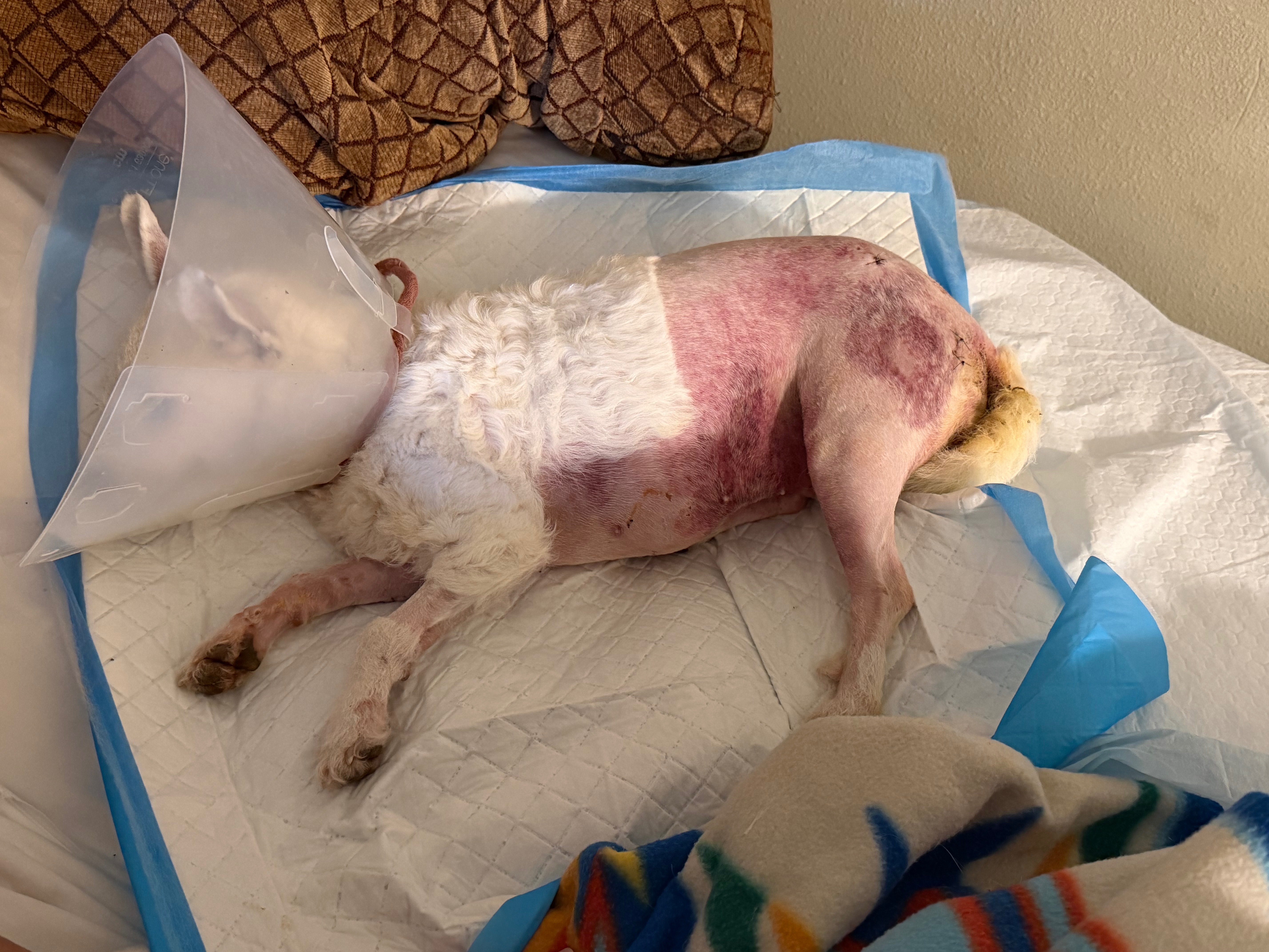 Help Save Luci: A Journey of Love and Healing campaign photo, 6 of 8