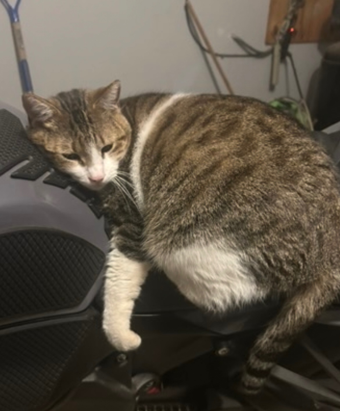 Emergency Care for Geronimo After Smoke Inhalation campaign photo, 2 of 6