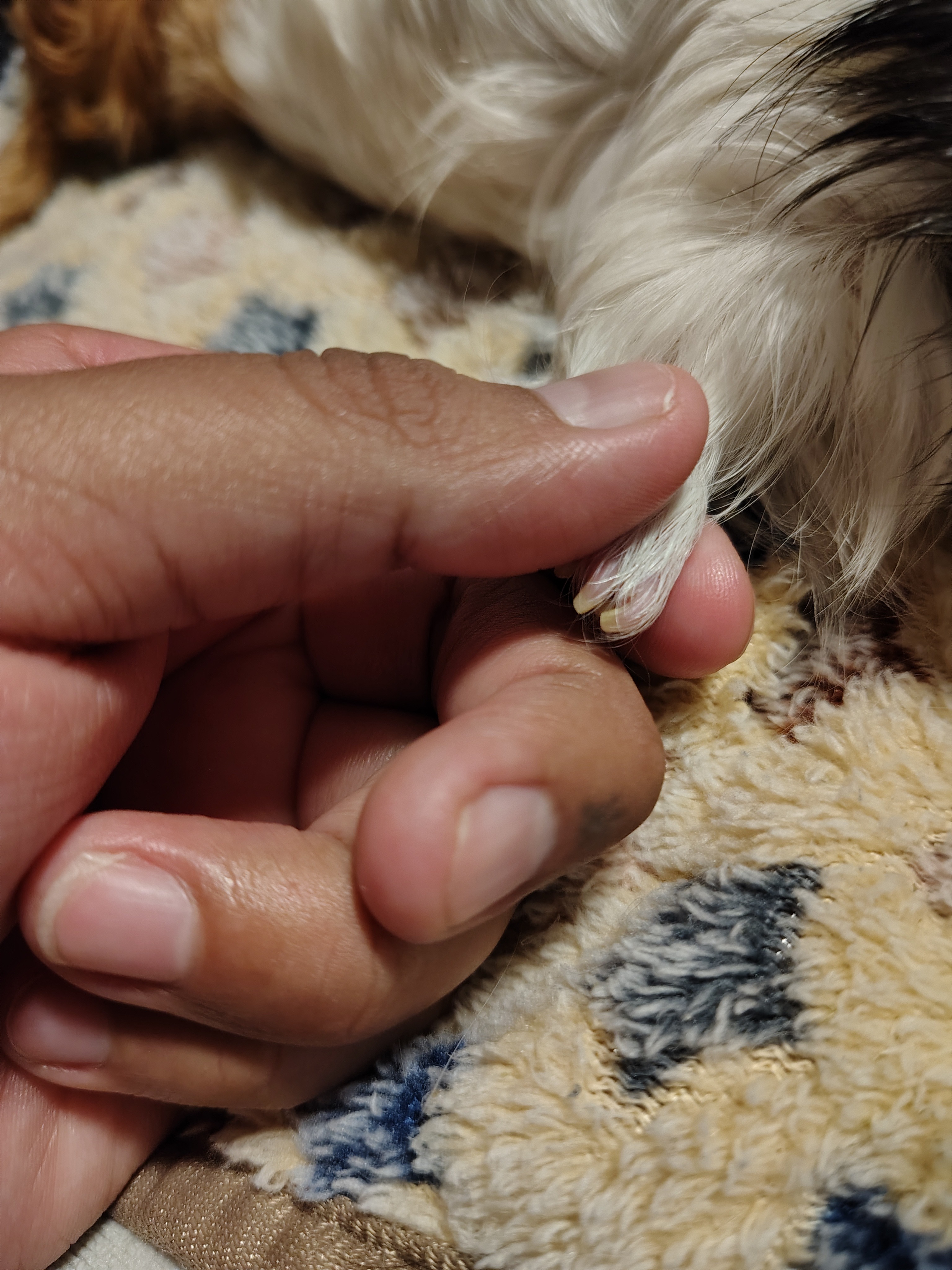 Help us cremate our lil Tito. campaign photo, 4 of 8