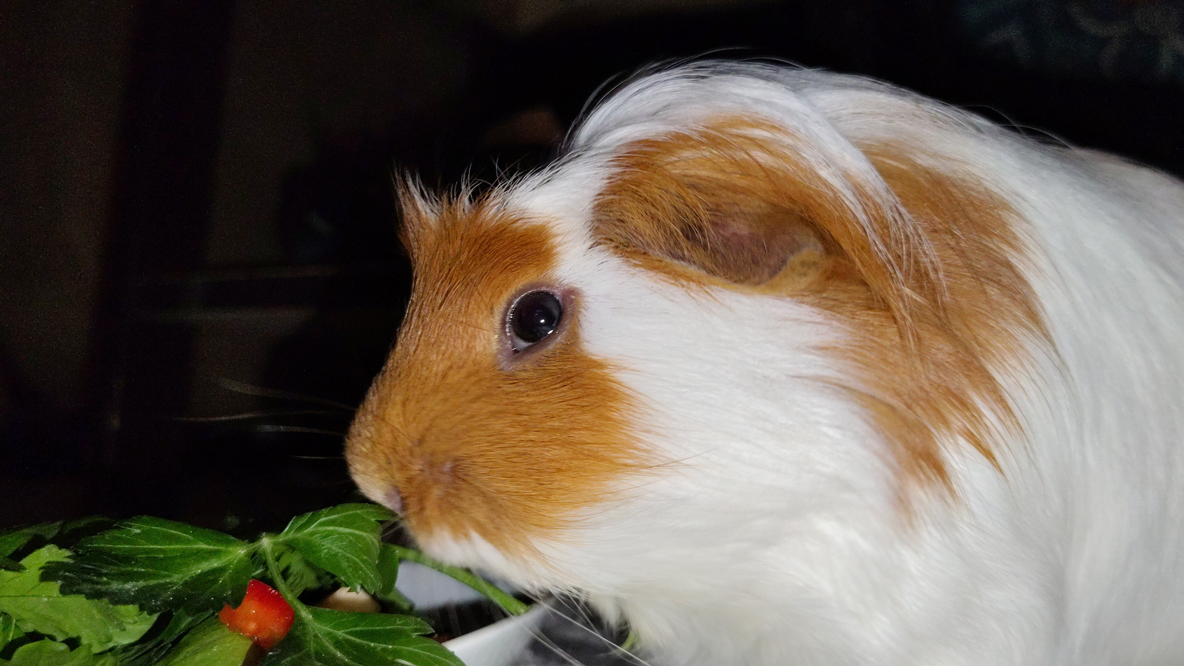 Help us cremate our lil Tito. campaign photo, 6 of 8