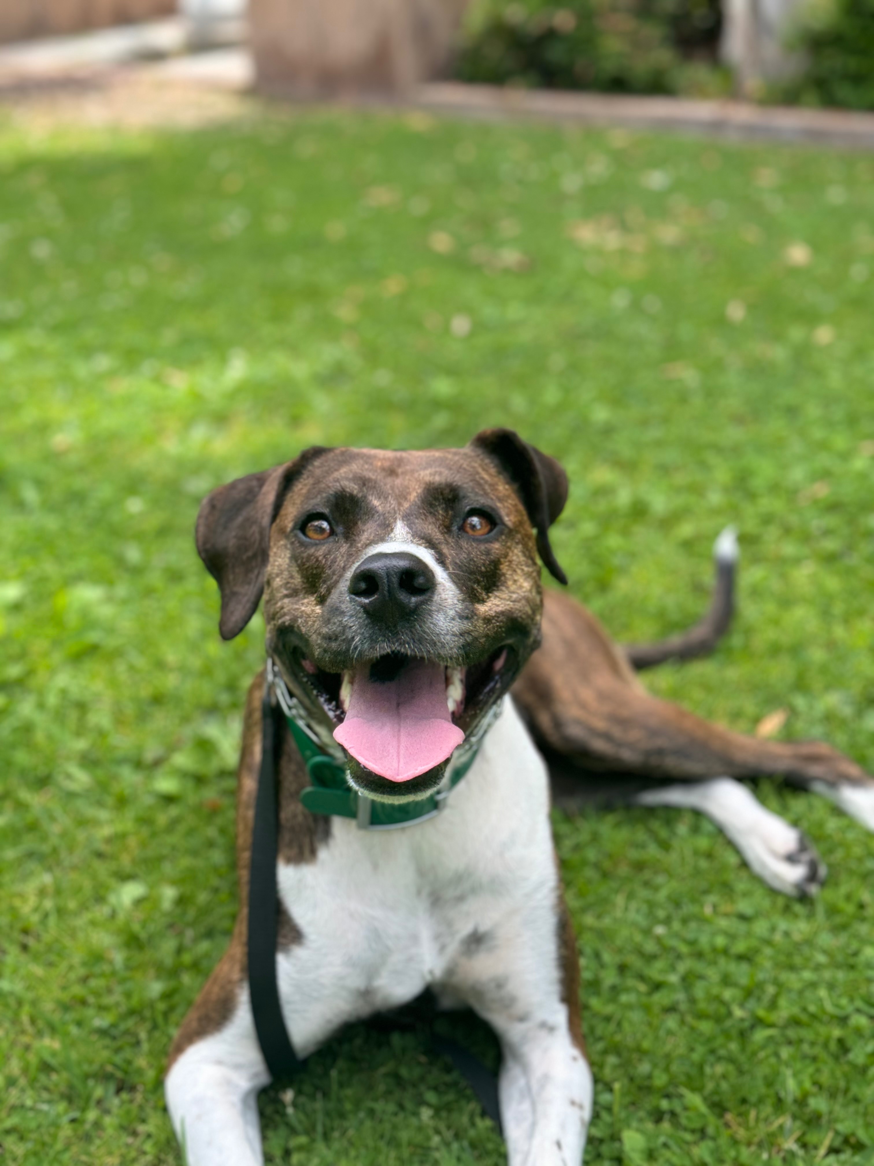 Let Obi Chase Life (and squirrels) Again campaign photo, 6 of 7