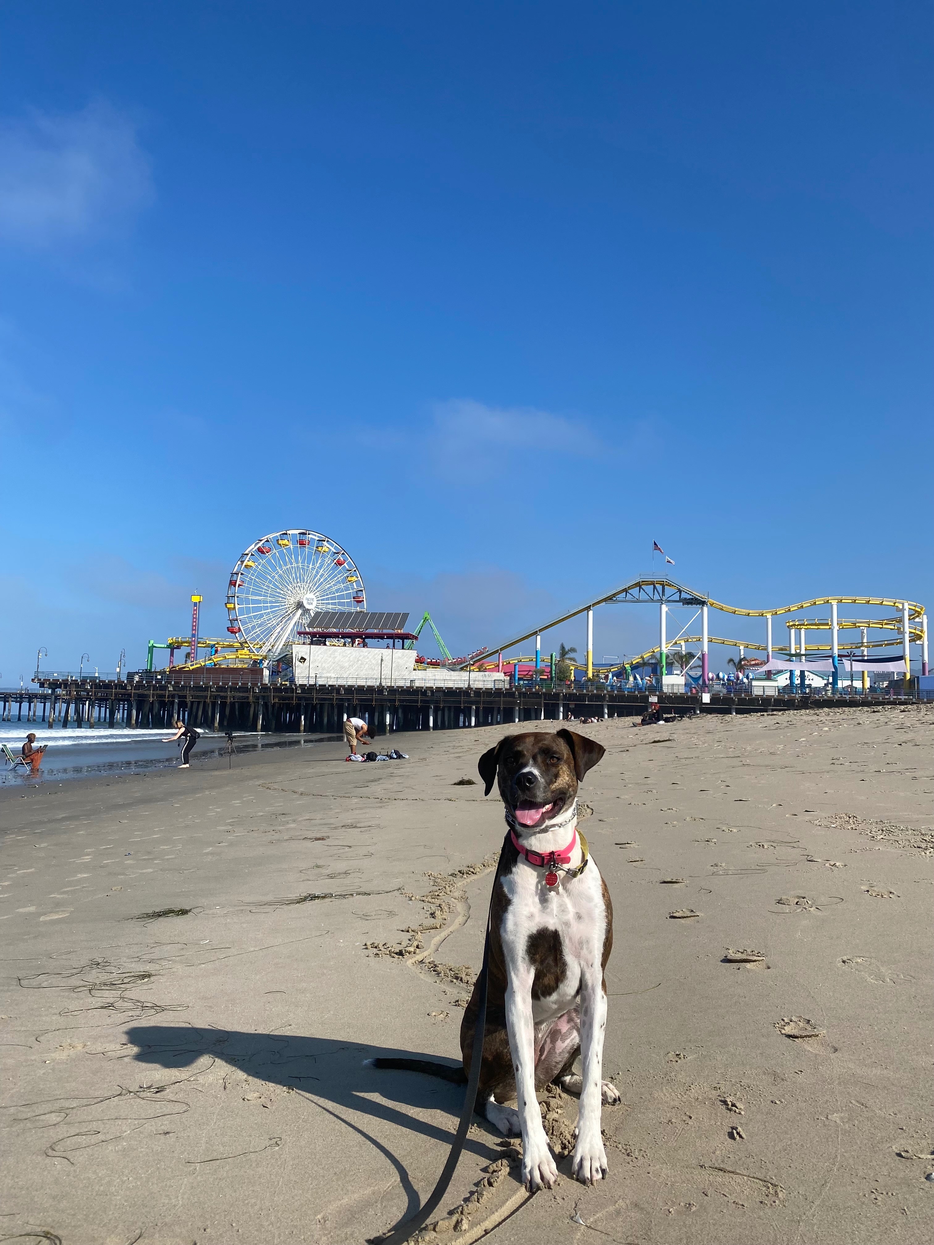 Let Obi Chase Life (and squirrels) Again campaign photo, 2 of 7
