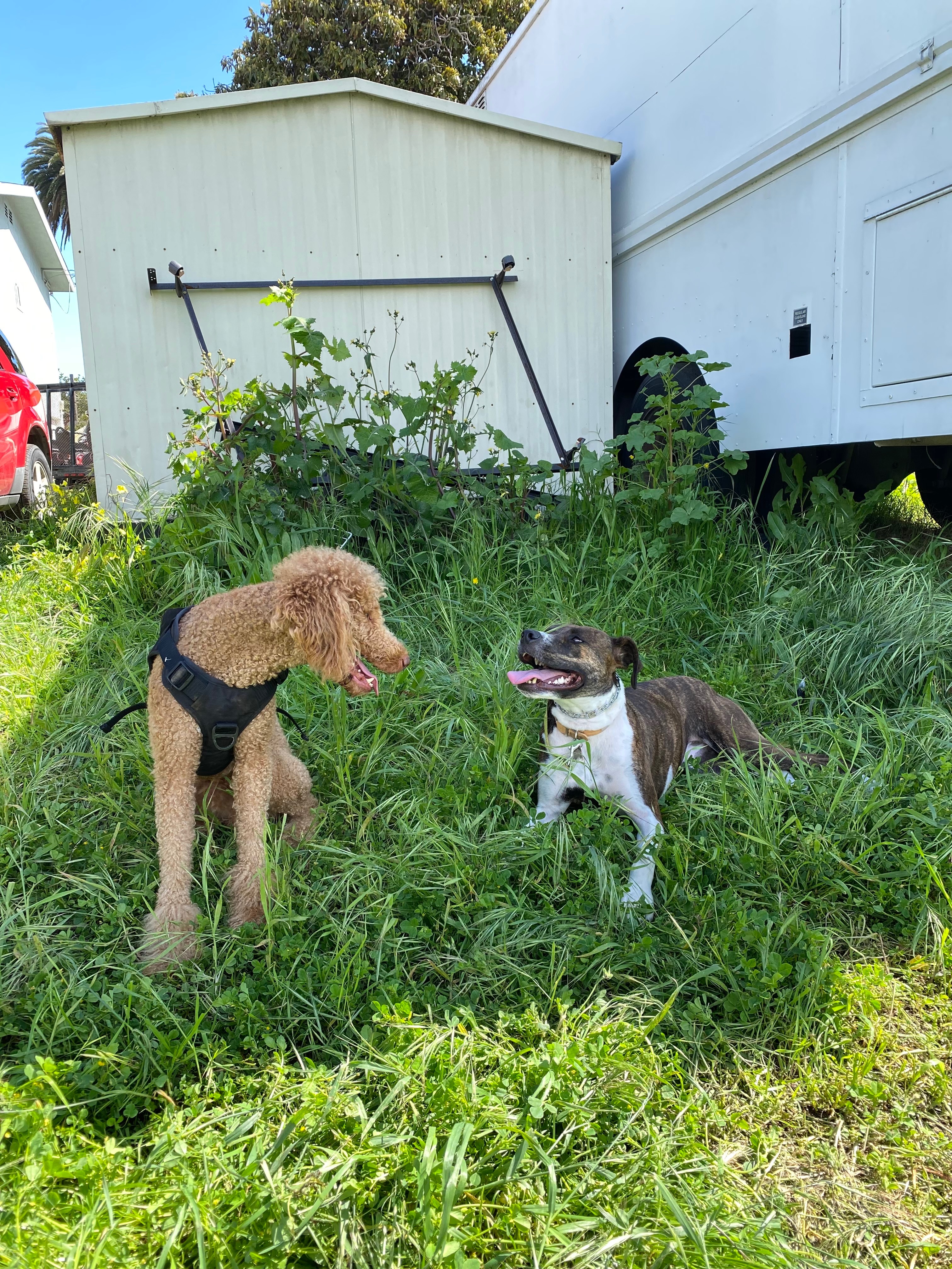Let Obi Chase Life (and squirrels) Again campaign photo, 4 of 7