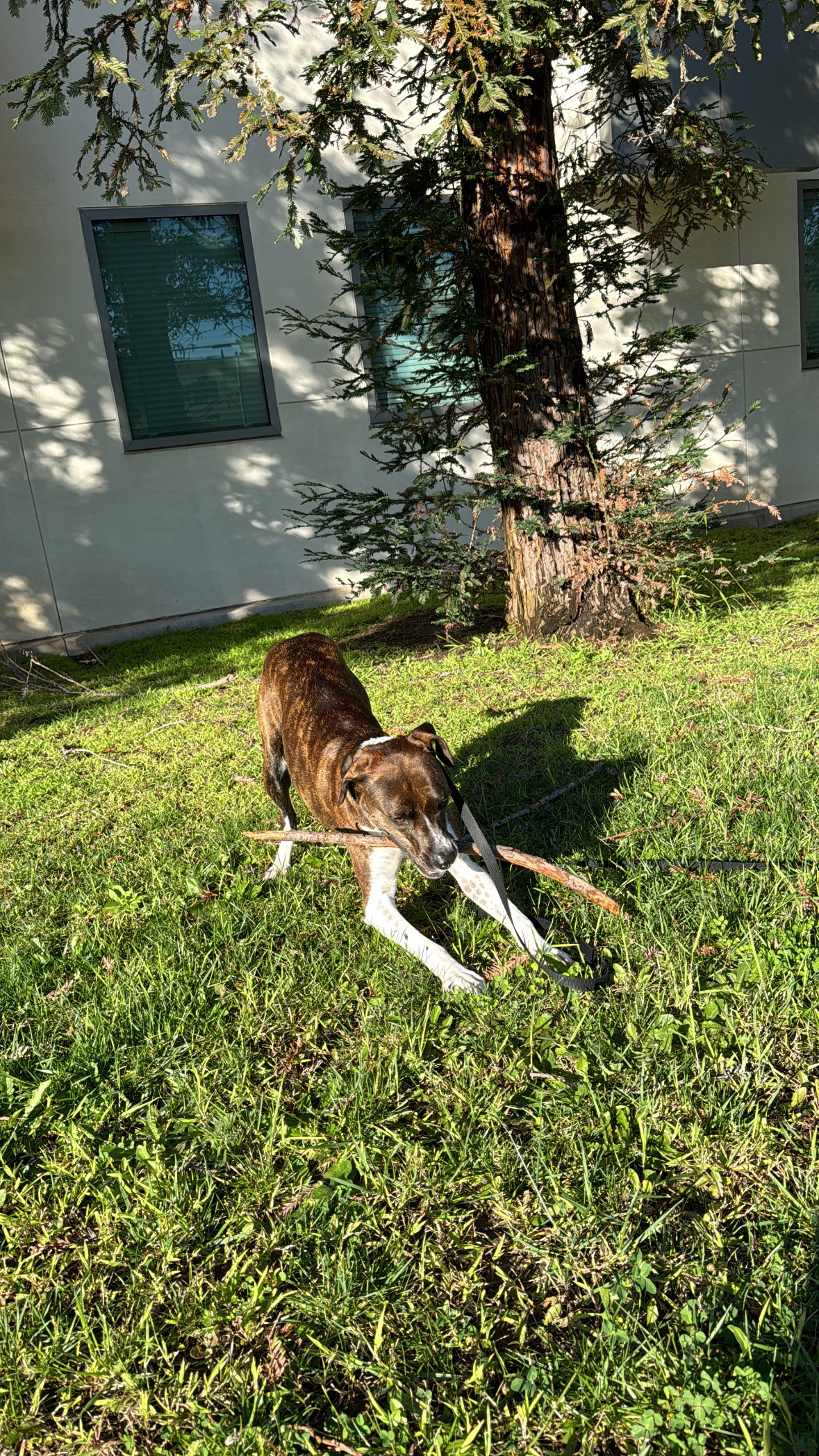 Let Obi Chase Life (and squirrels) Again campaign photo, 5 of 7
