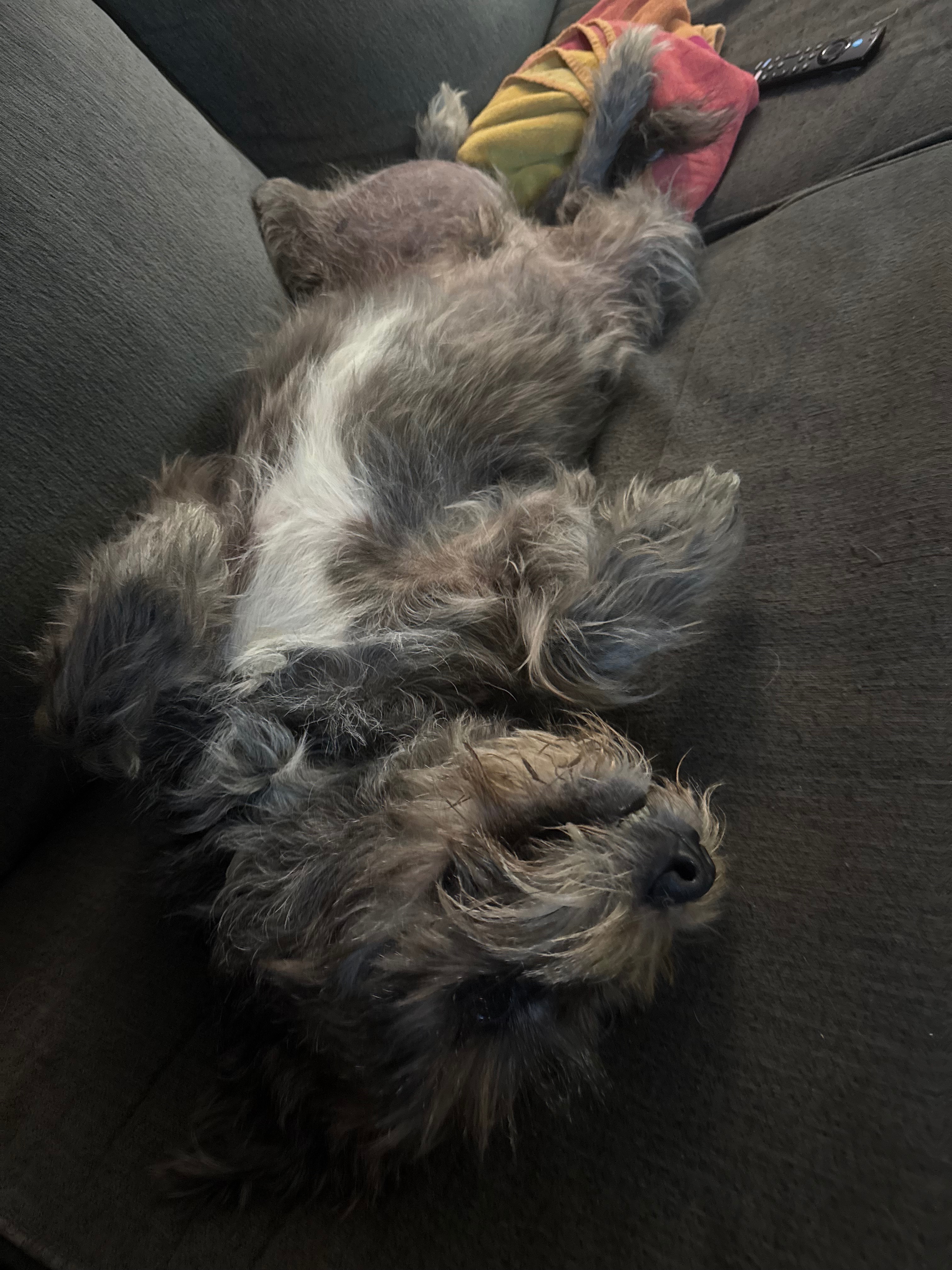 Support Chewie’s Surgery for a Better Life campaign photo, 5 of 8