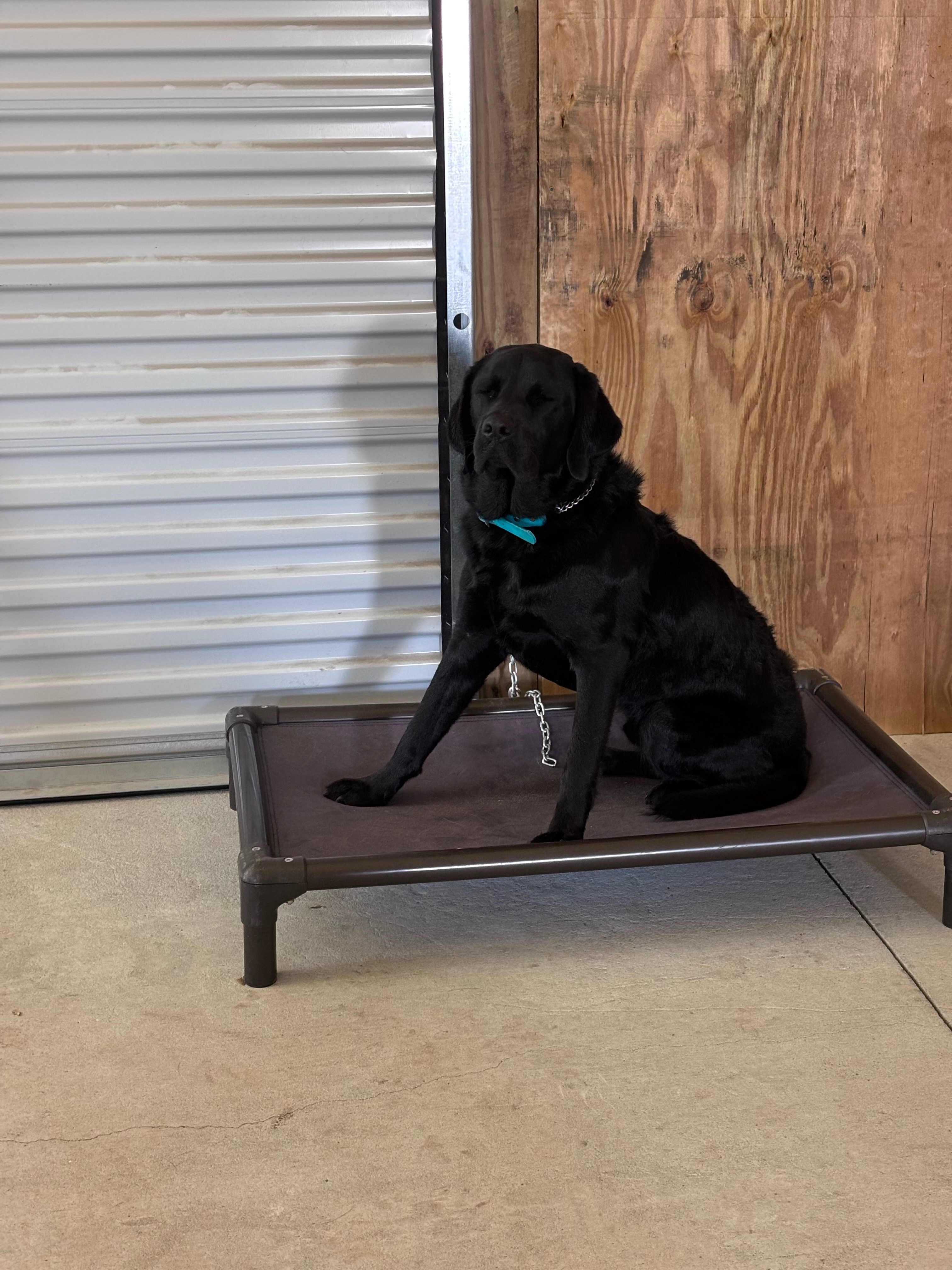 A Service Dog for Maddy’s Healing and Joy campaign photo, 7 of 8