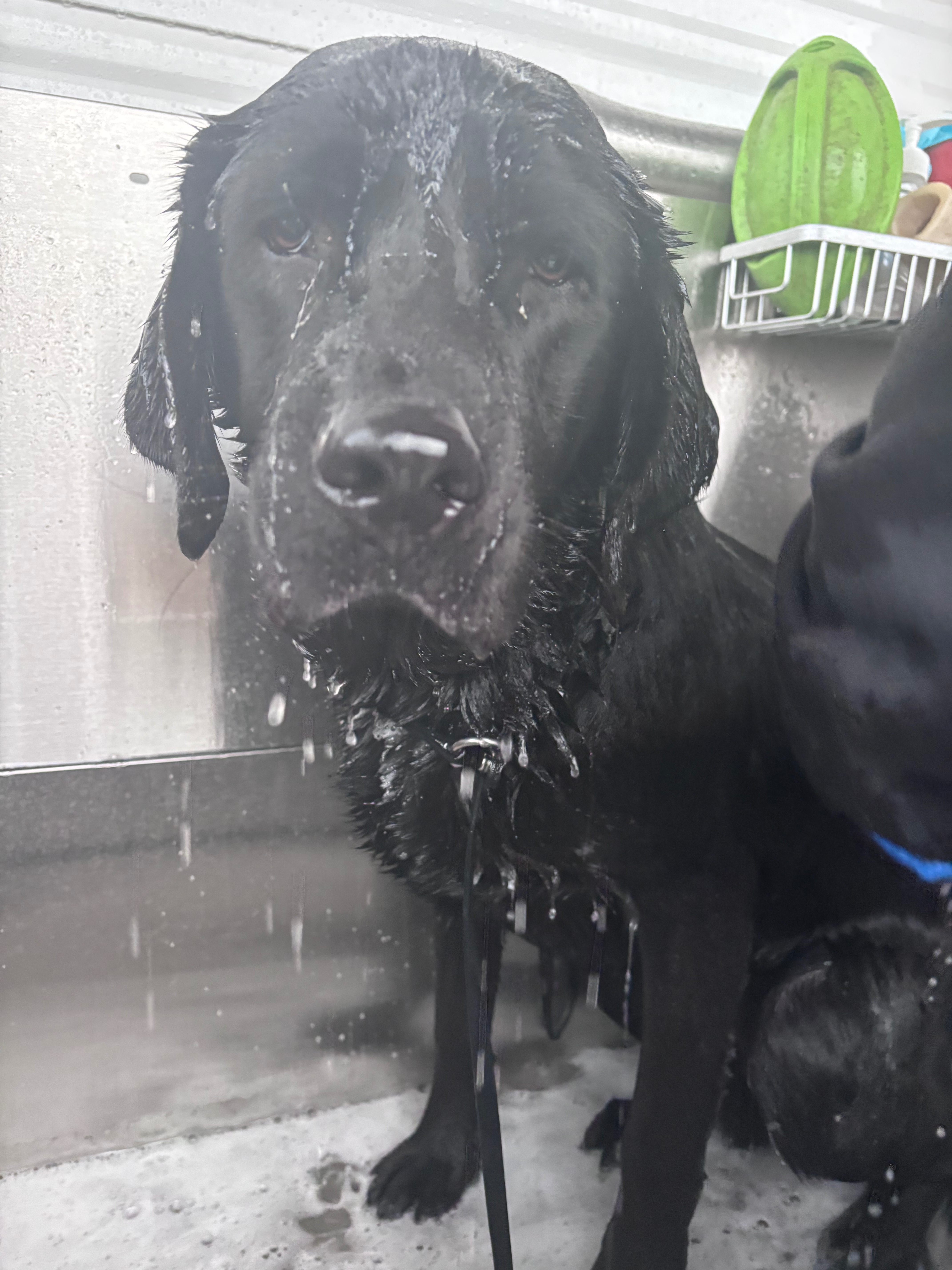 A Service Dog for Maddy’s Healing and Joy campaign photo, 2 of 8