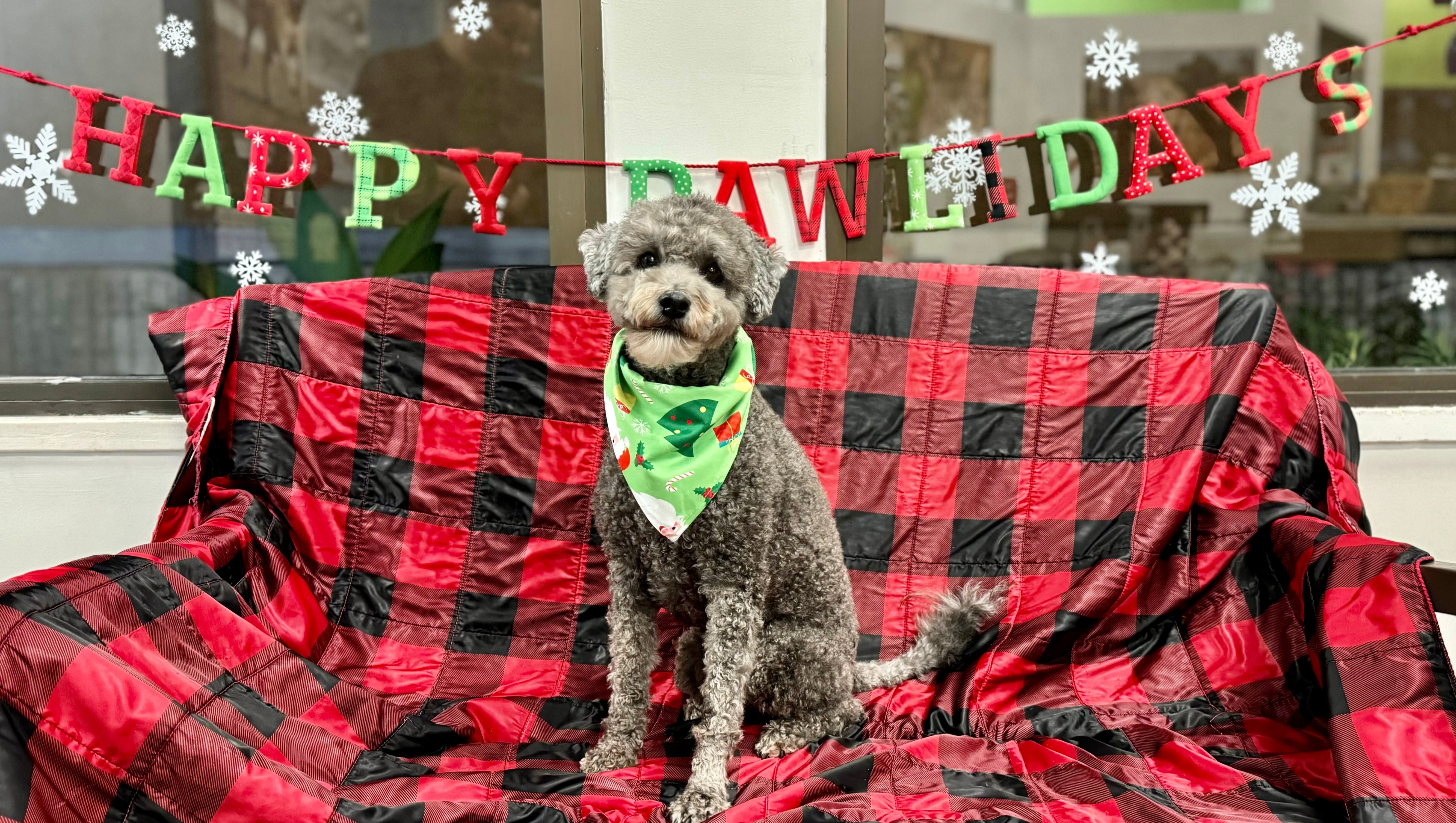 Support Mochi’s Surgery and Recovery photo