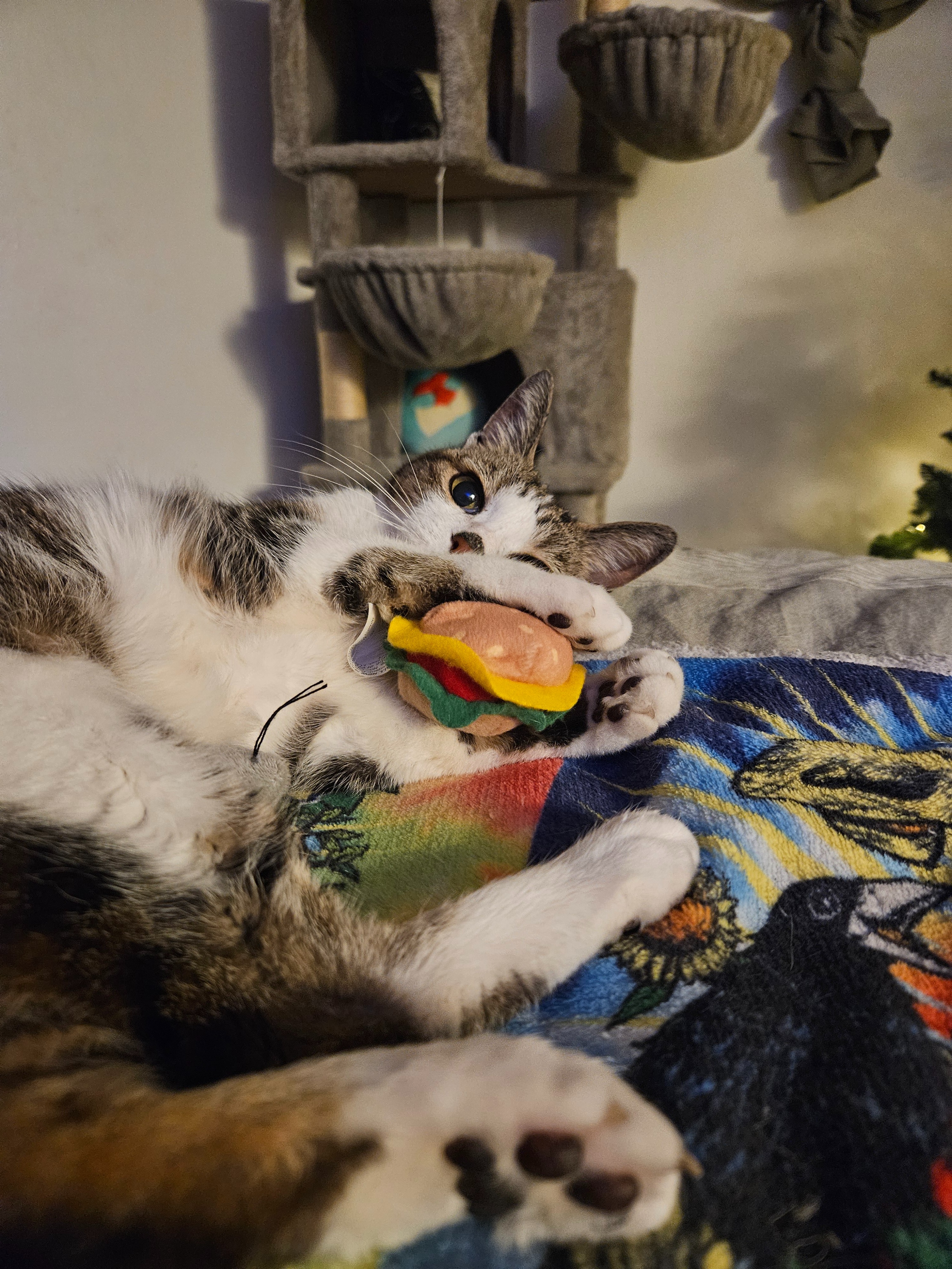 Save Turvy: Immediate Vet Care Needed campaign photo, 2 of 4