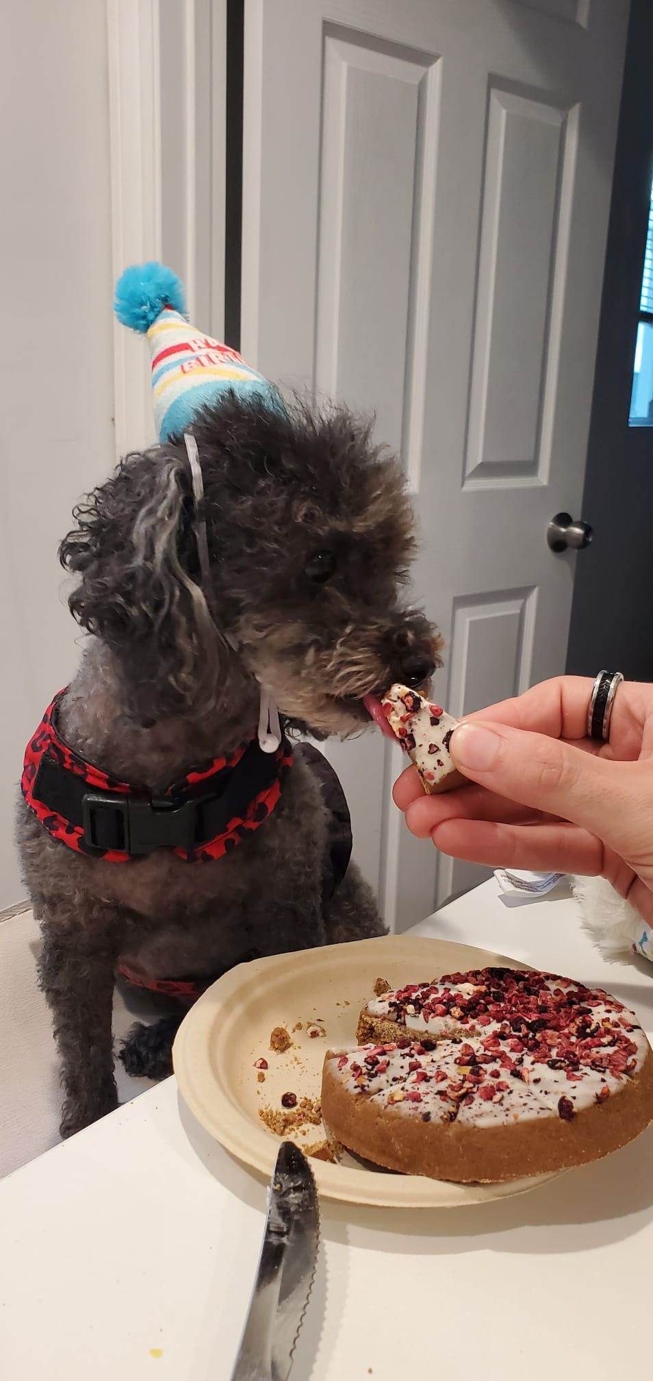 Help Mimi Survive Pyometra Surgery campaign photo, 7 of 8