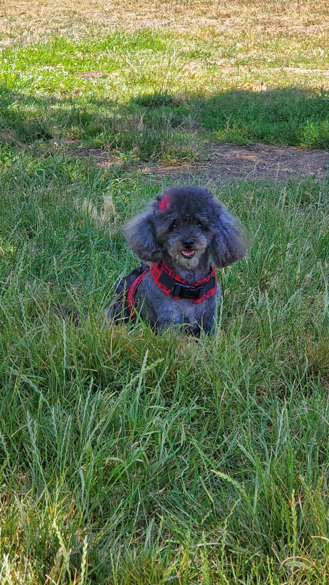Help Mimi Survive Pyometra Surgery campaign photo, 2 of 8