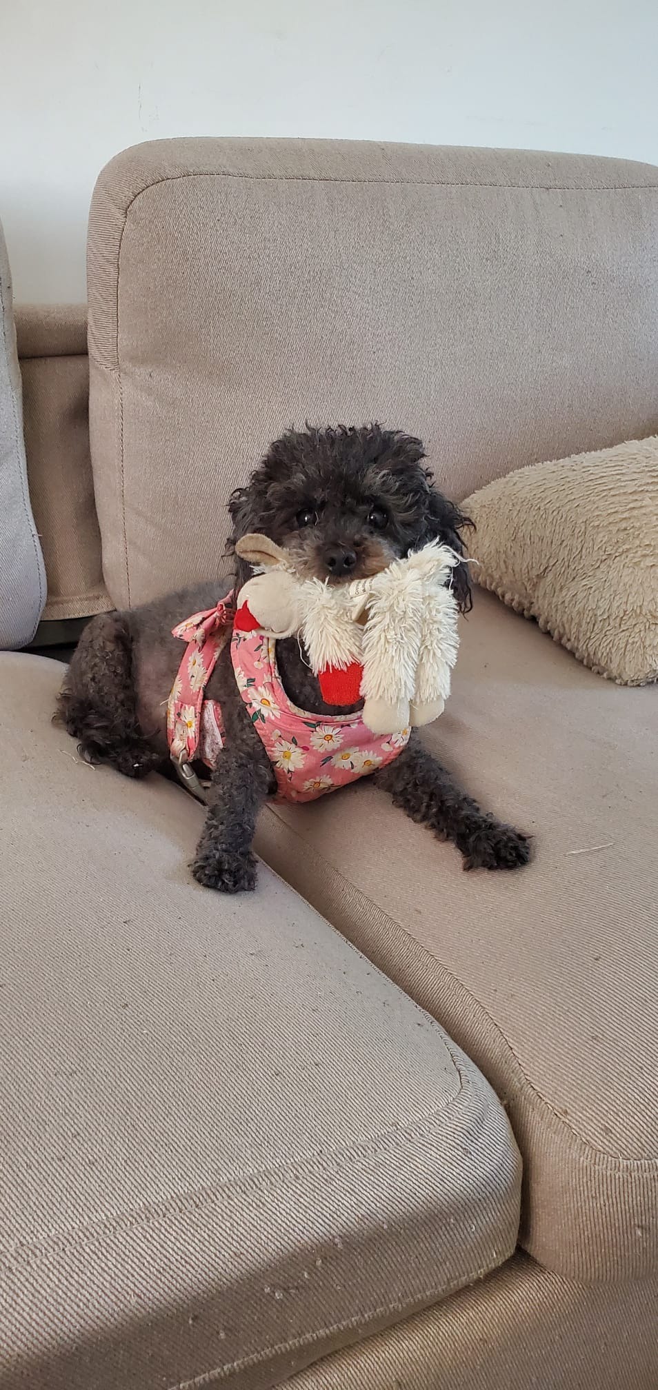 Help Mimi Survive Pyometra Surgery campaign photo, 4 of 8