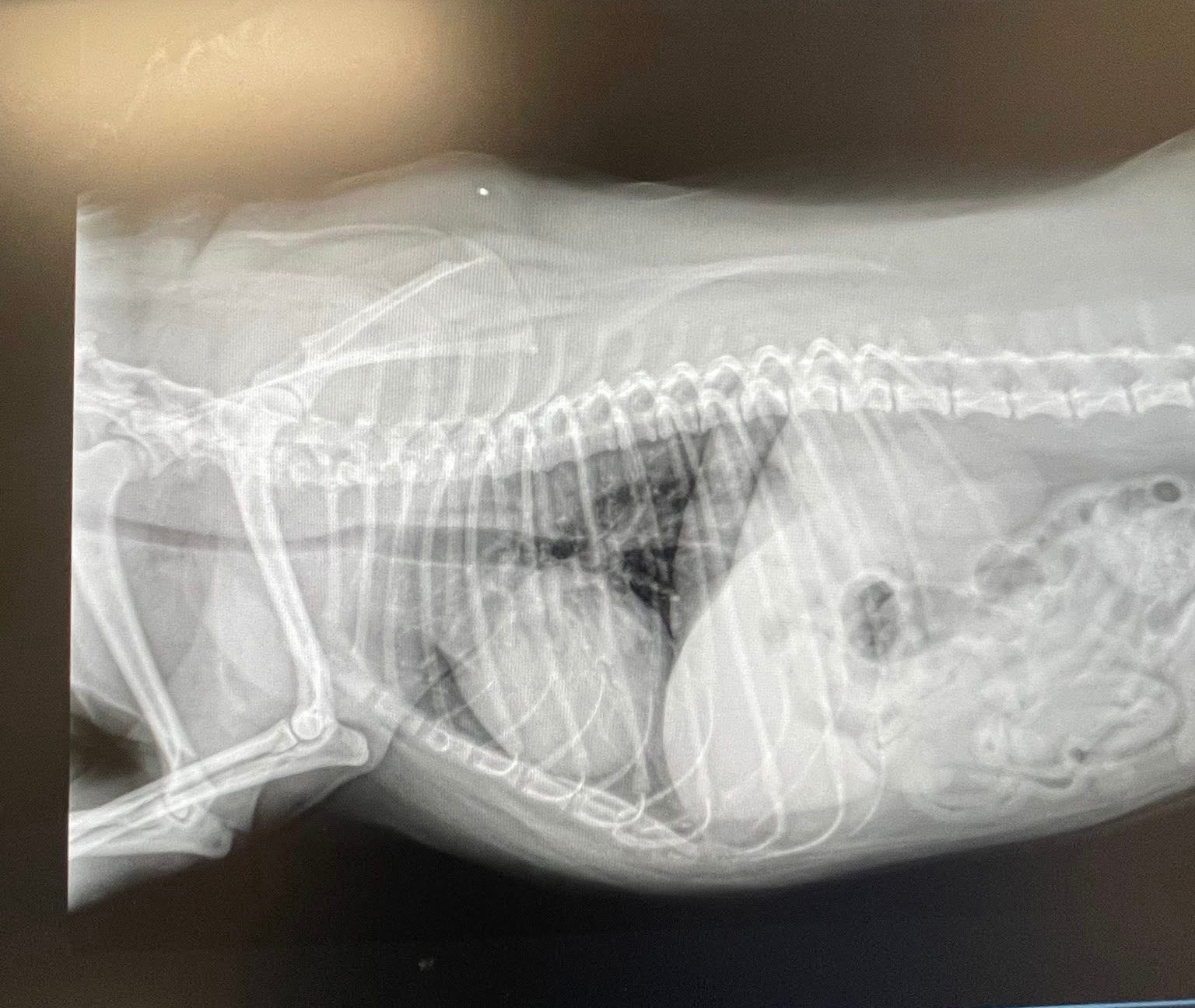 Help My Dog Get Life-Saving Heart Care campaign photo, 7 of 8