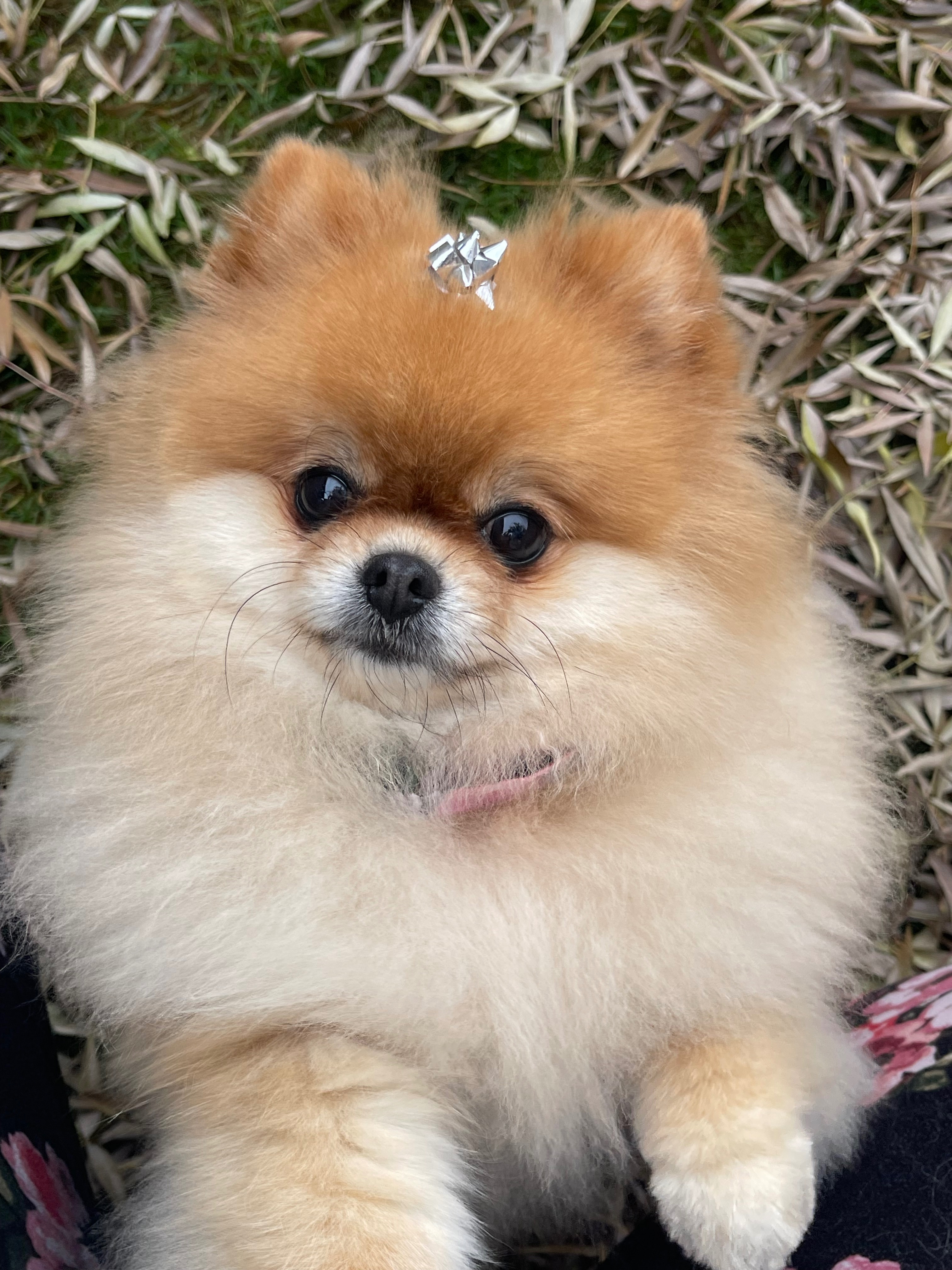 Help My Dog Get Life-Saving Heart Care campaign photo, 4 of 8