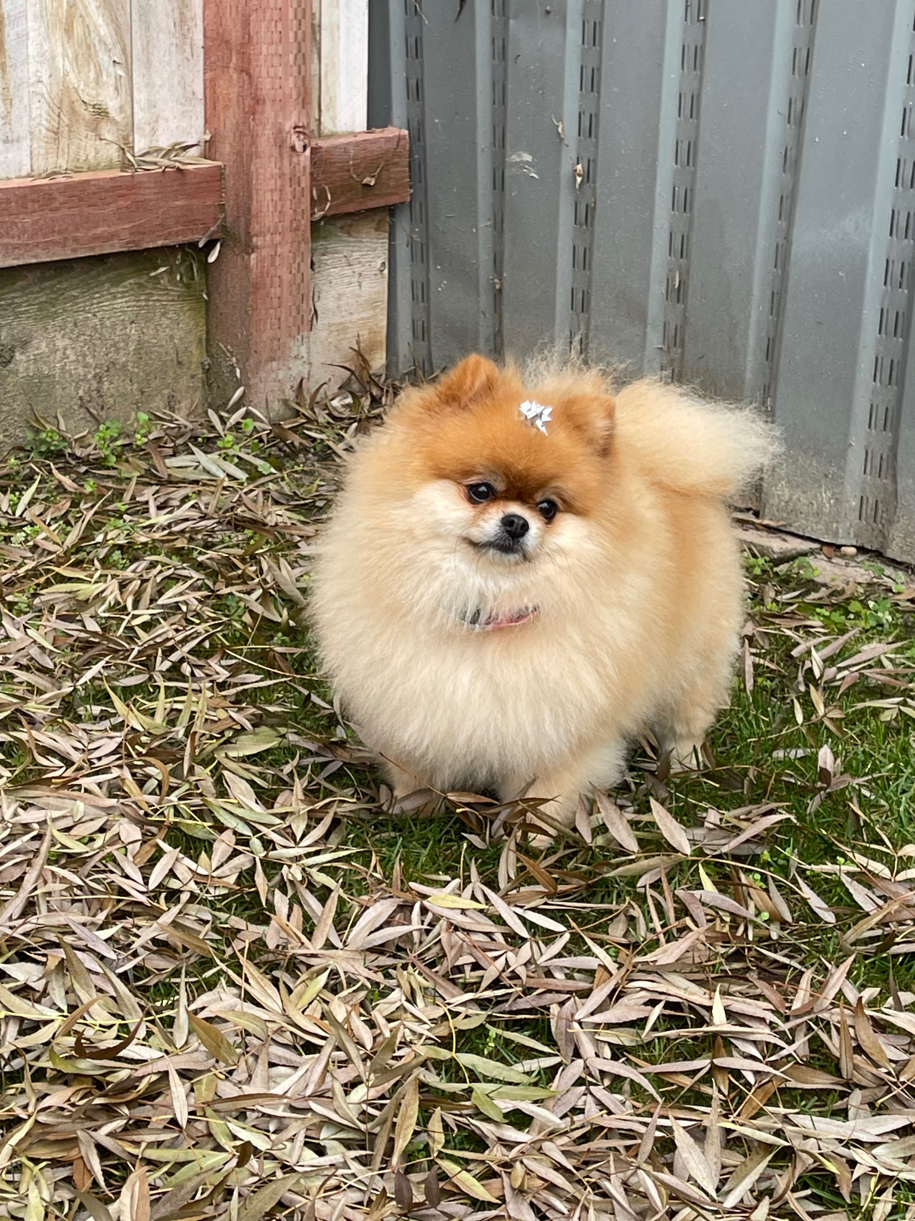 Help My Dog Get Life-Saving Heart Care campaign photo, 5 of 8