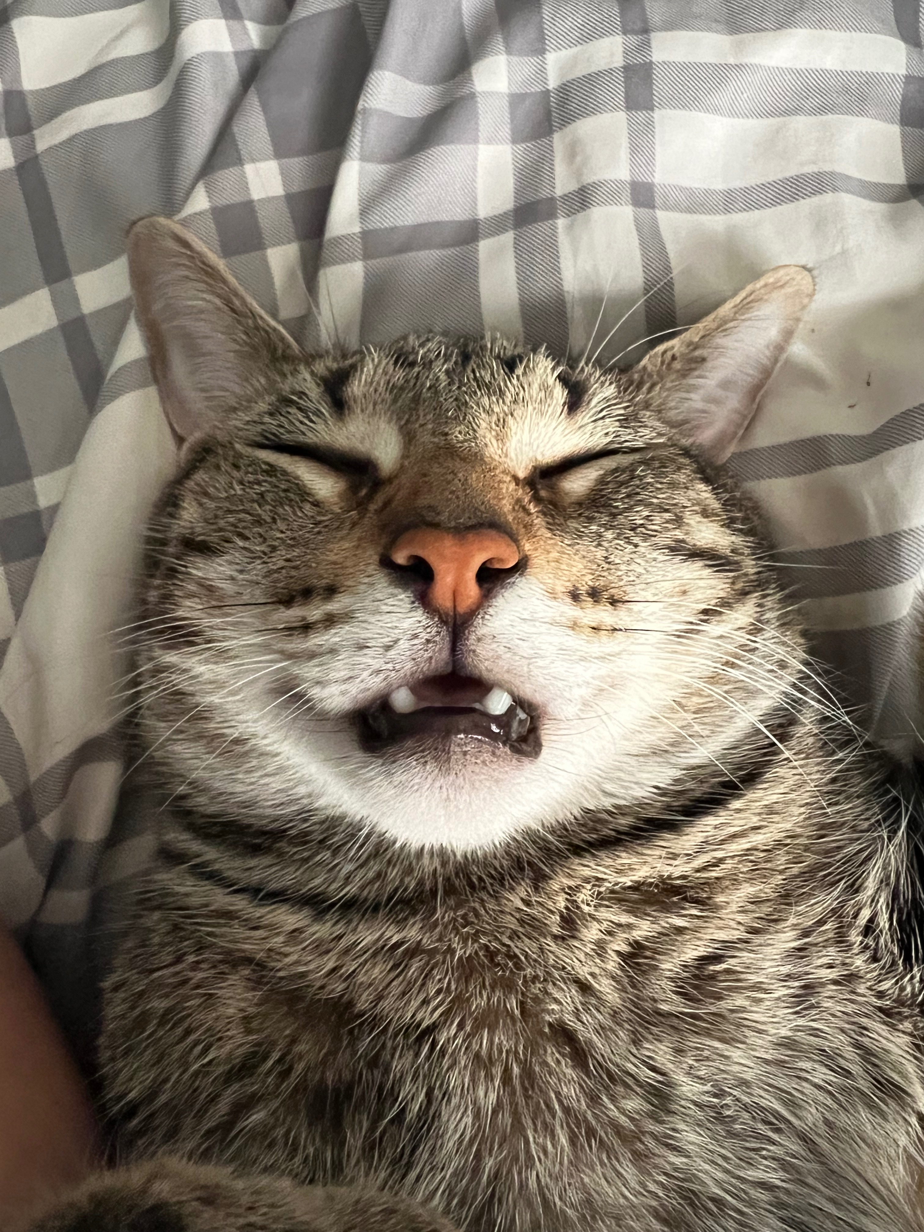 Help Save Loki - Emergency Surgery Needed campaign photo, 2 of 8
