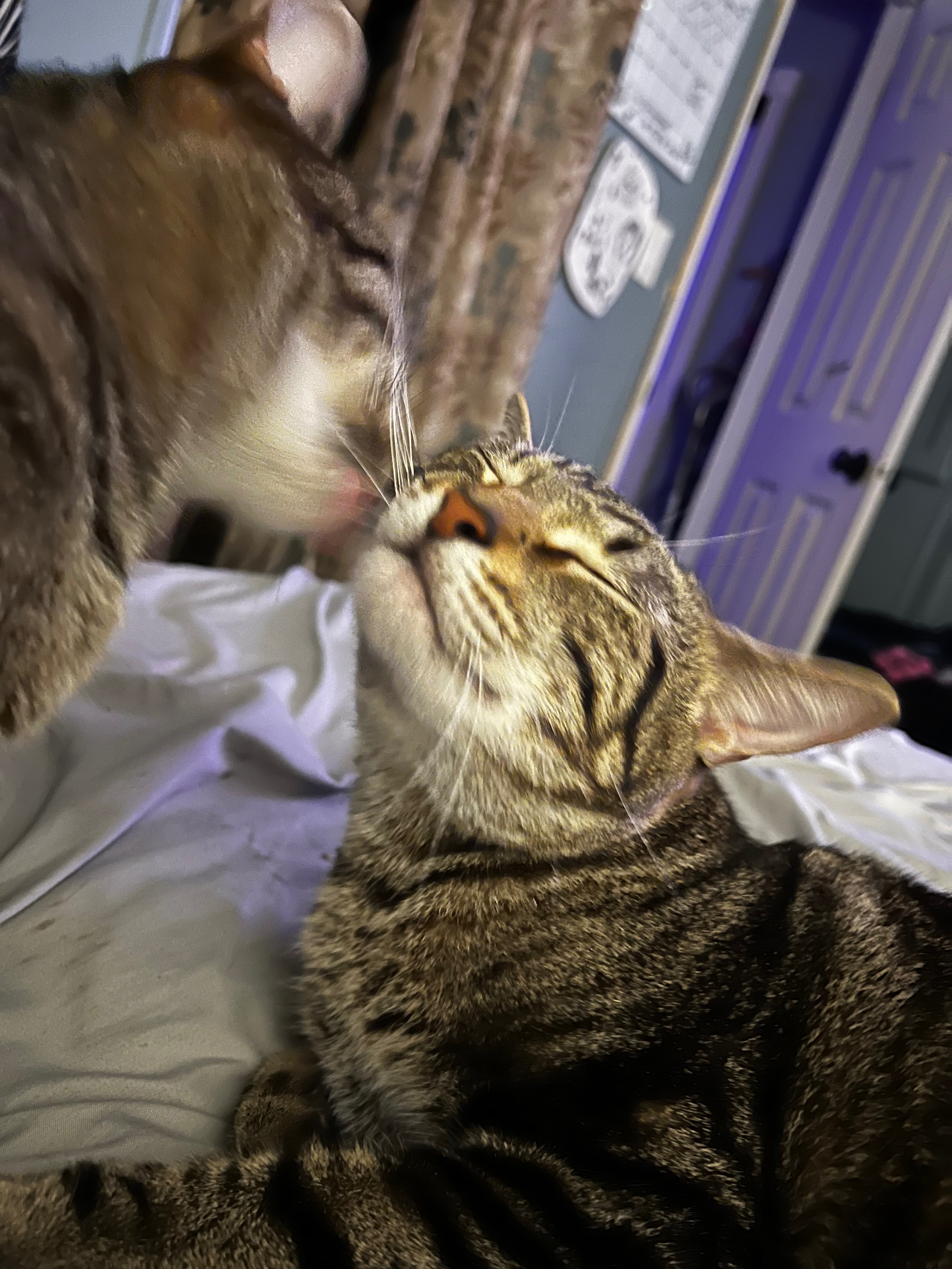 Help Save Loki - Emergency Surgery Needed campaign photo, 4 of 8