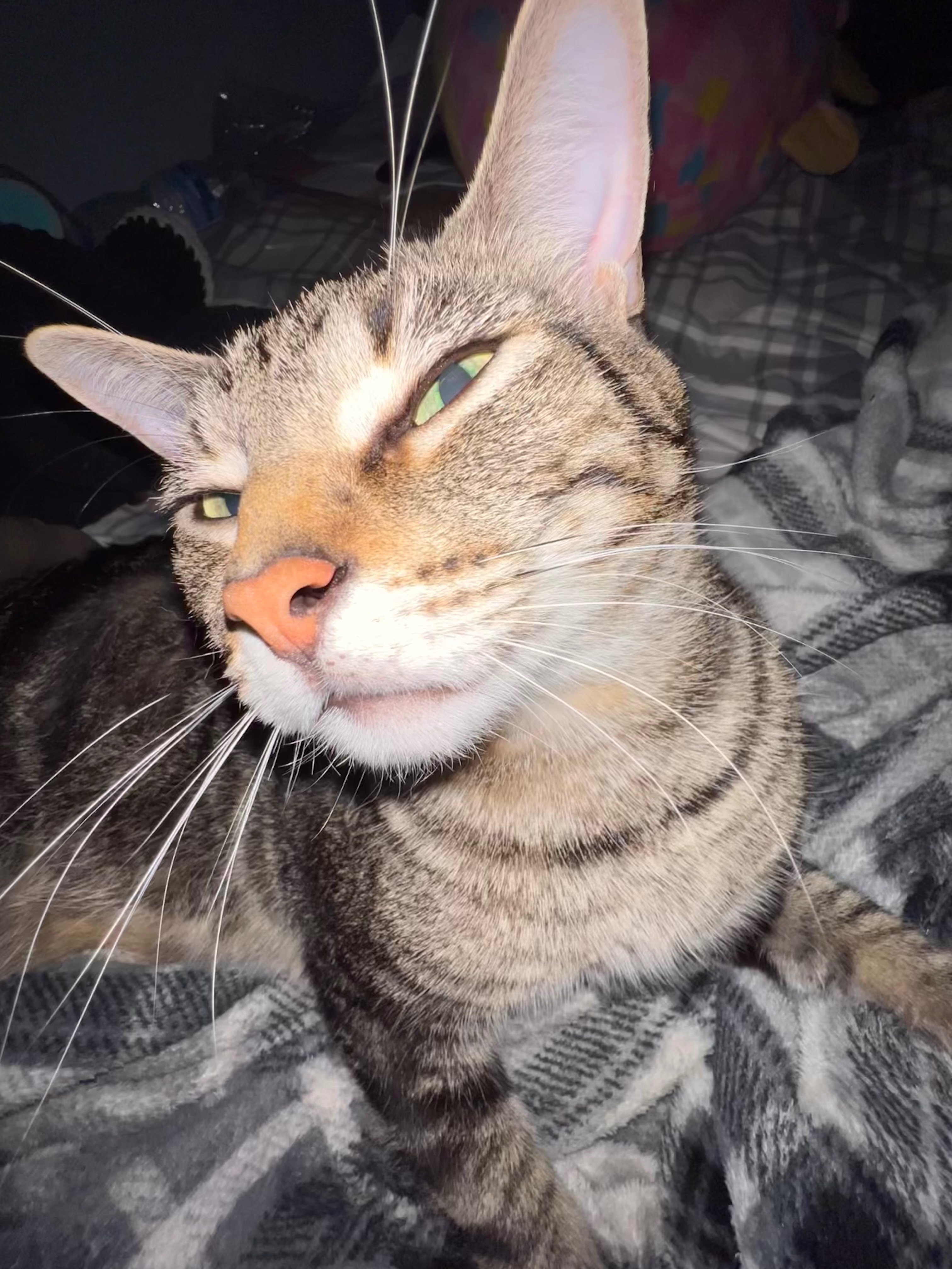 Help Save Loki - Emergency Surgery Needed campaign photo, 5 of 8