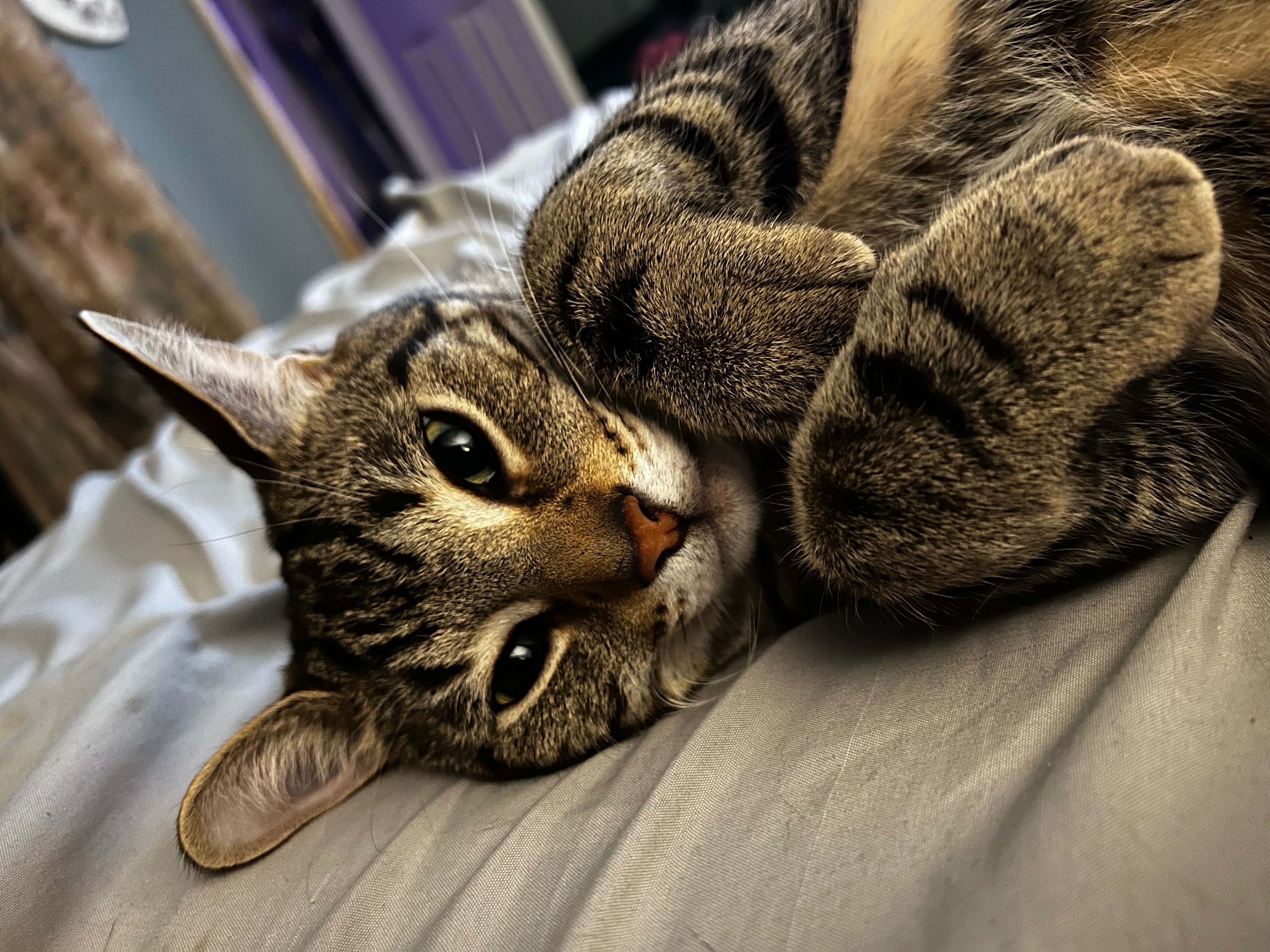 Help Save Loki - Emergency Surgery Needed campaign photo, 6 of 8