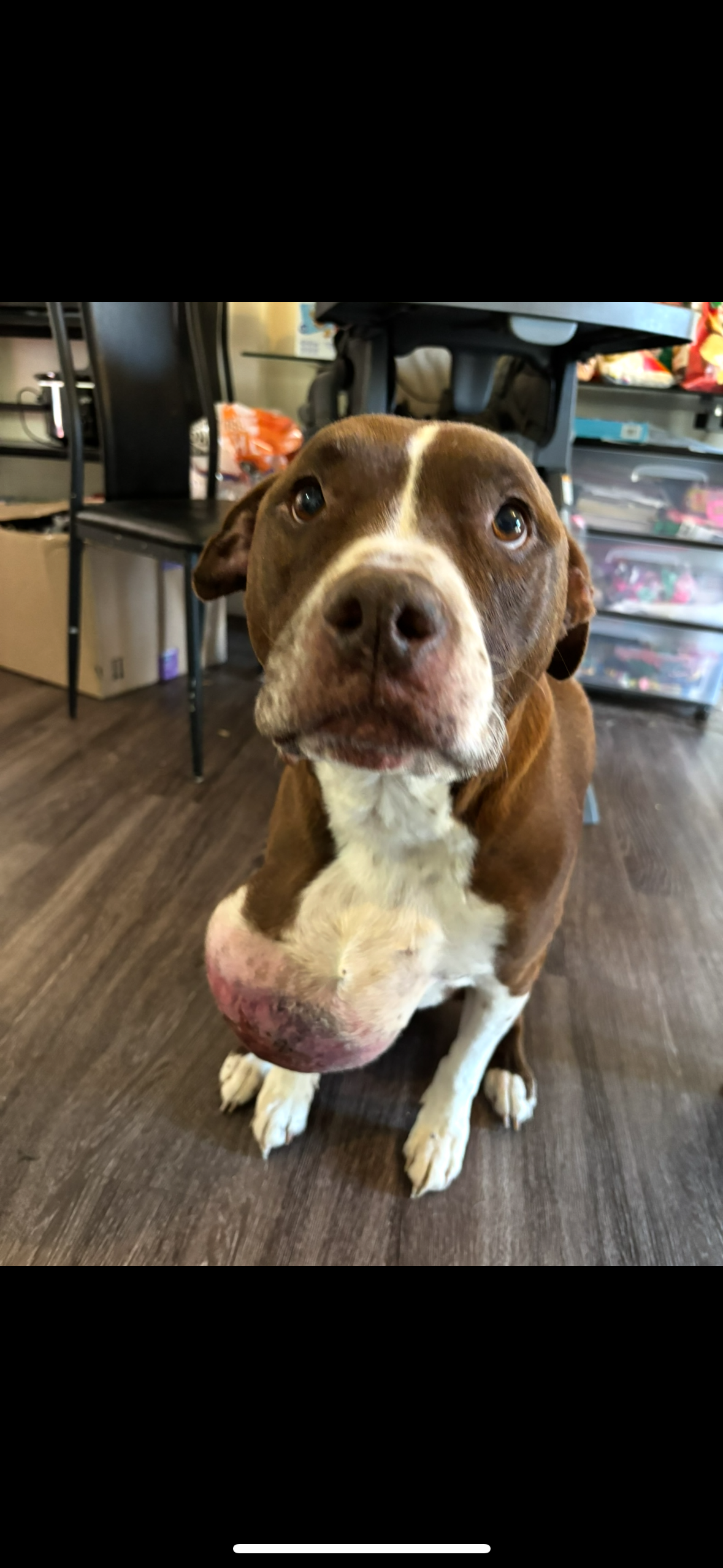 Help Rocky get the medical care he needs campaign photo, 4 of 5