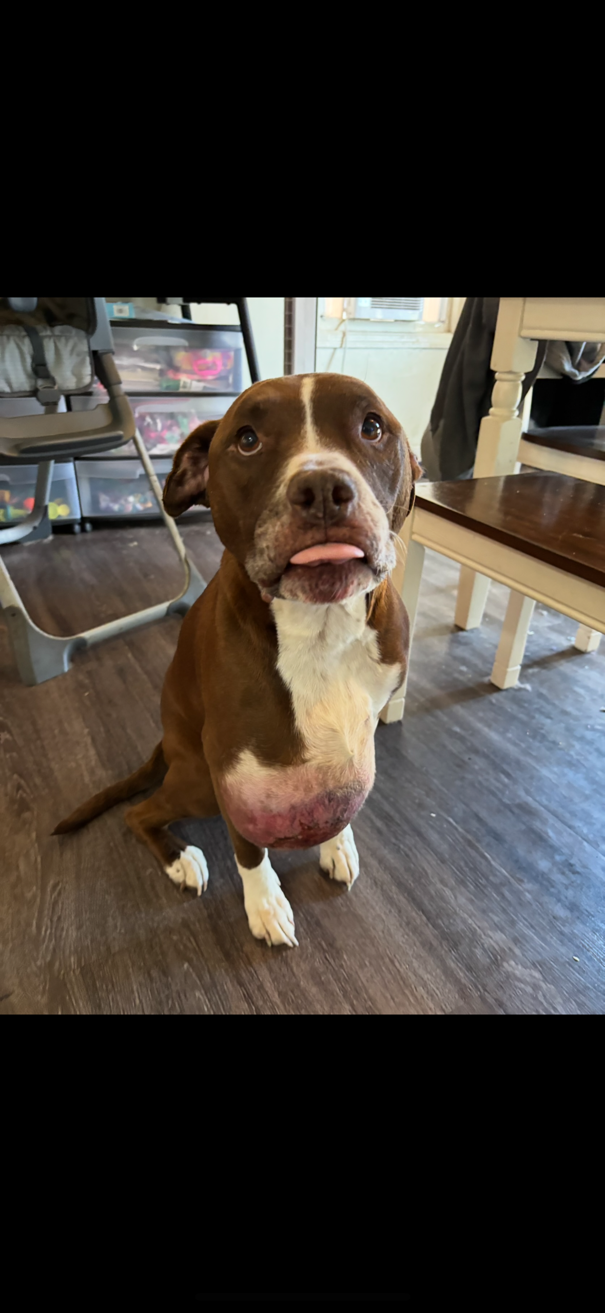Help Rocky get the medical care he needs campaign photo, 2 of 5