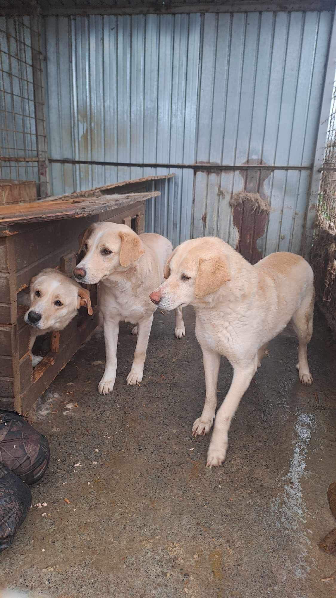 The roof over the Safe Rescue dogs heads appeal! campaign photo, 5 of 6