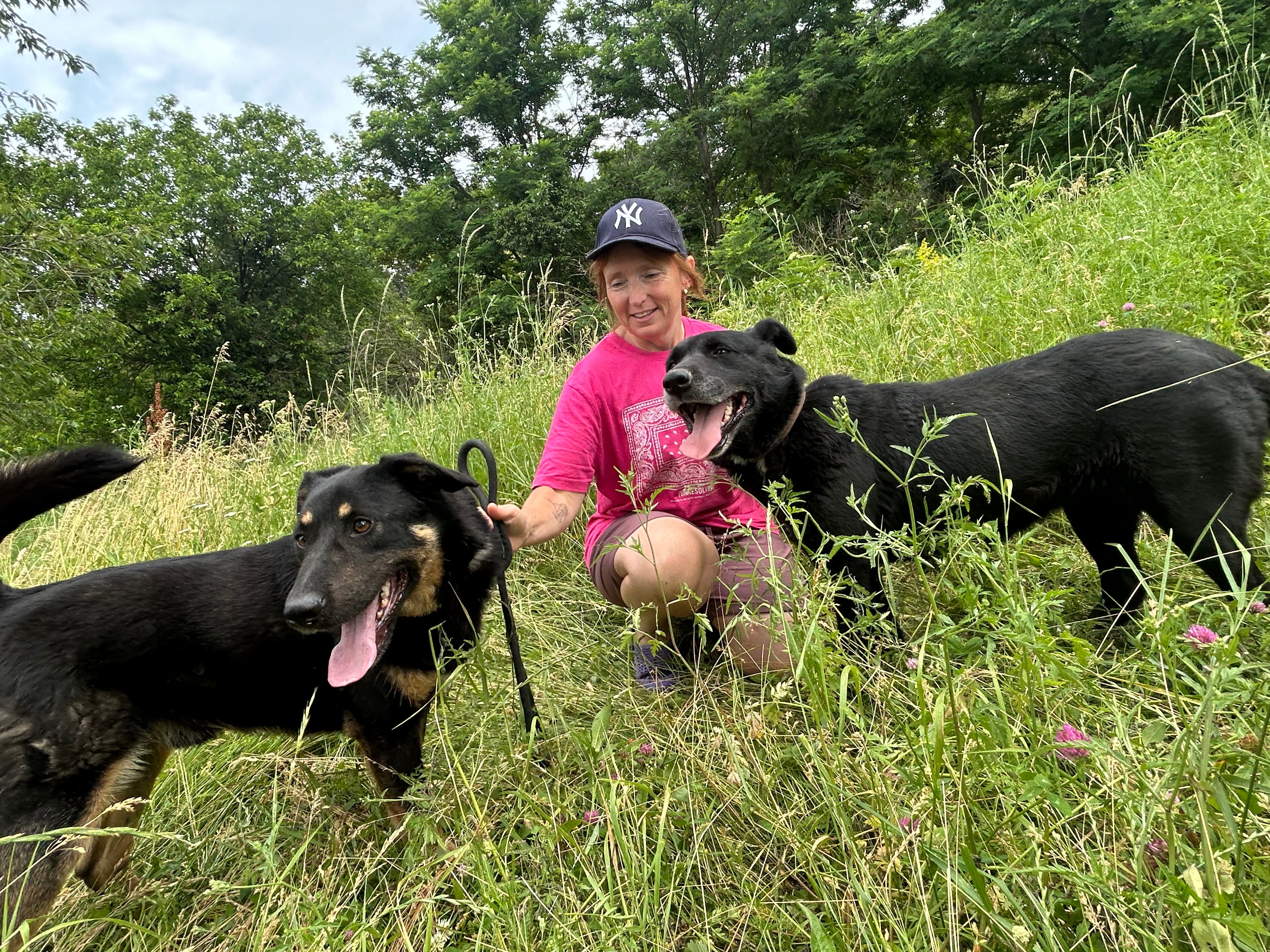 The roof over the Safe Rescue dogs heads appeal! campaign photo, 4 of 6