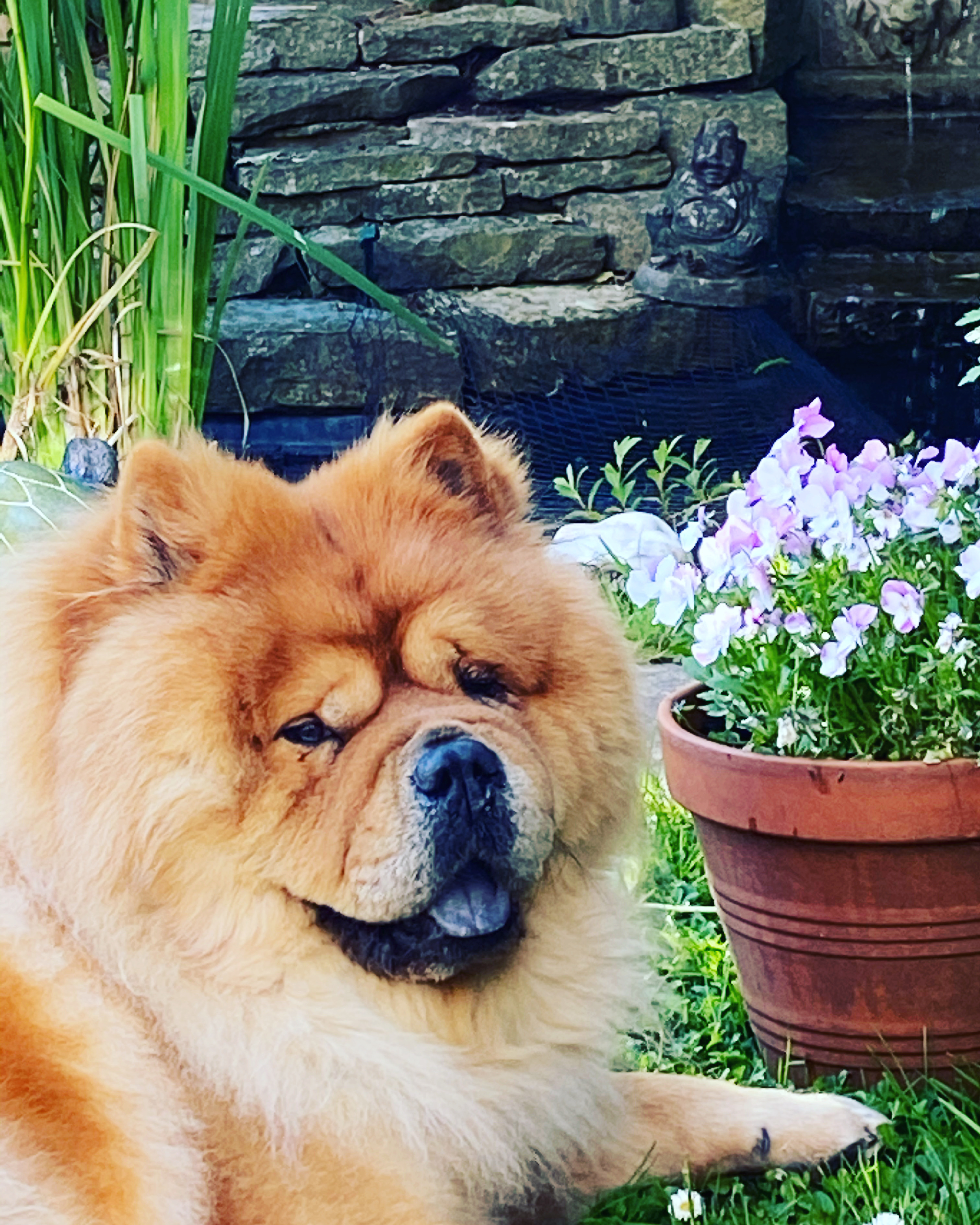 Help our Buddha get stemcell therapy campaign photo, 2 of 8