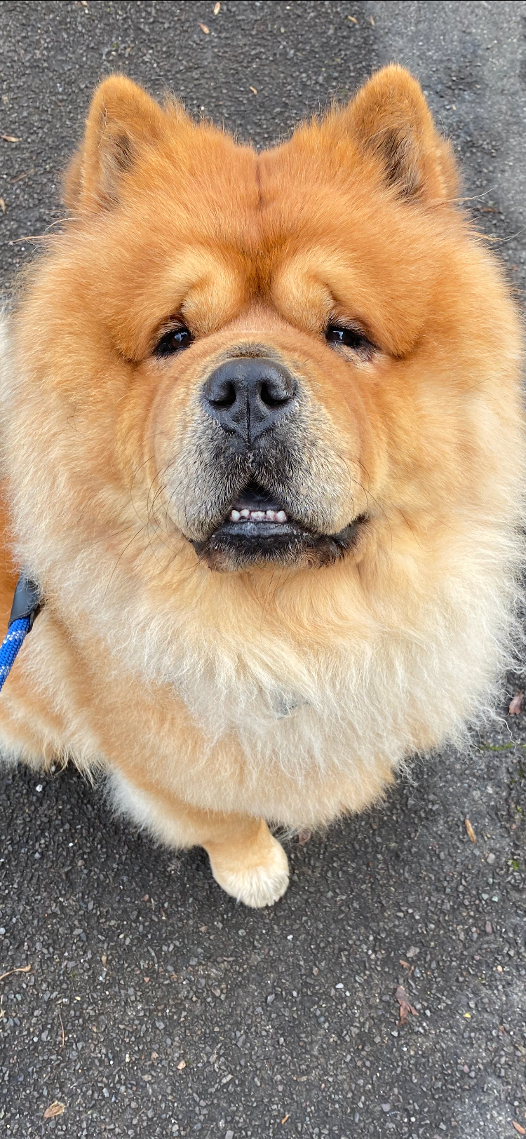 Help our Buddha get stemcell therapy campaign photo, 4 of 8