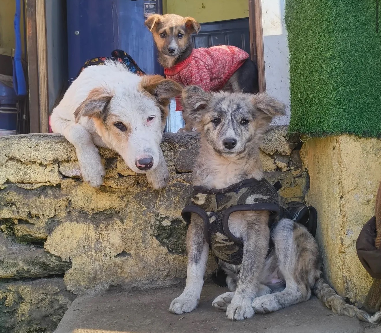 The dogs in the mountains and their rescuers campaign photo, 6 of 7