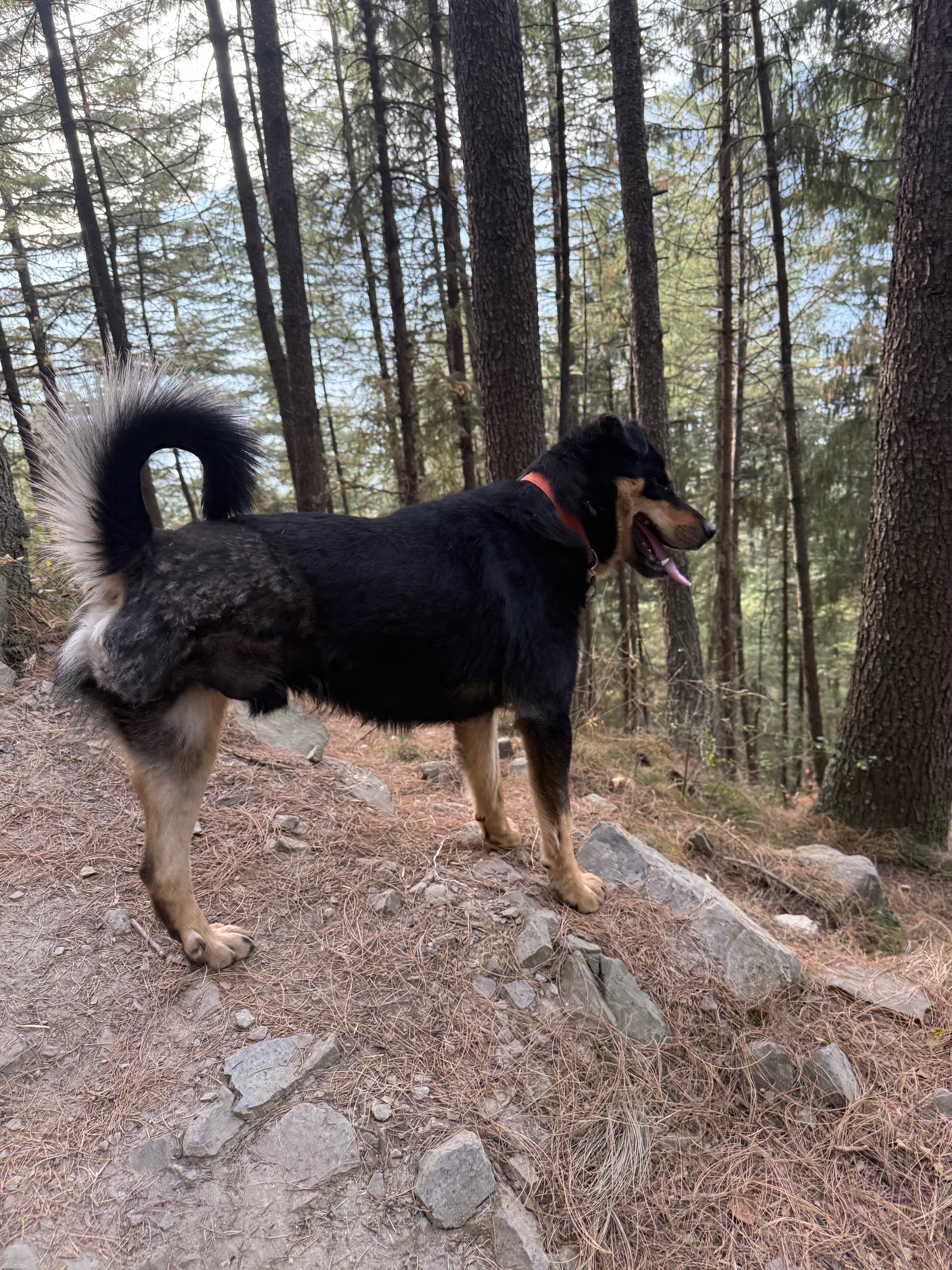 The dogs in the mountains and their rescuers campaign photo, 2 of 7