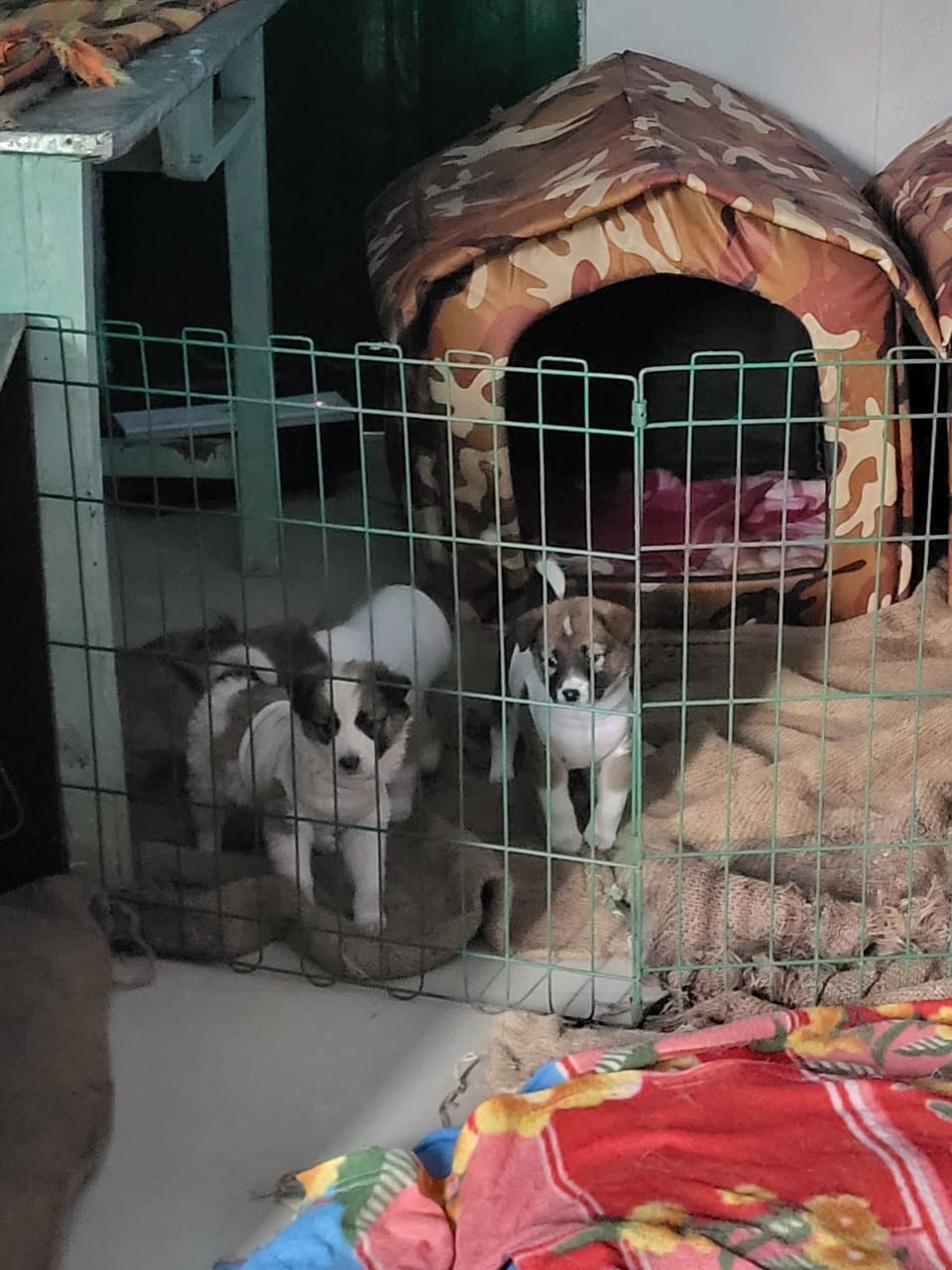 The dogs in the mountains and their rescuers campaign photo, 5 of 7