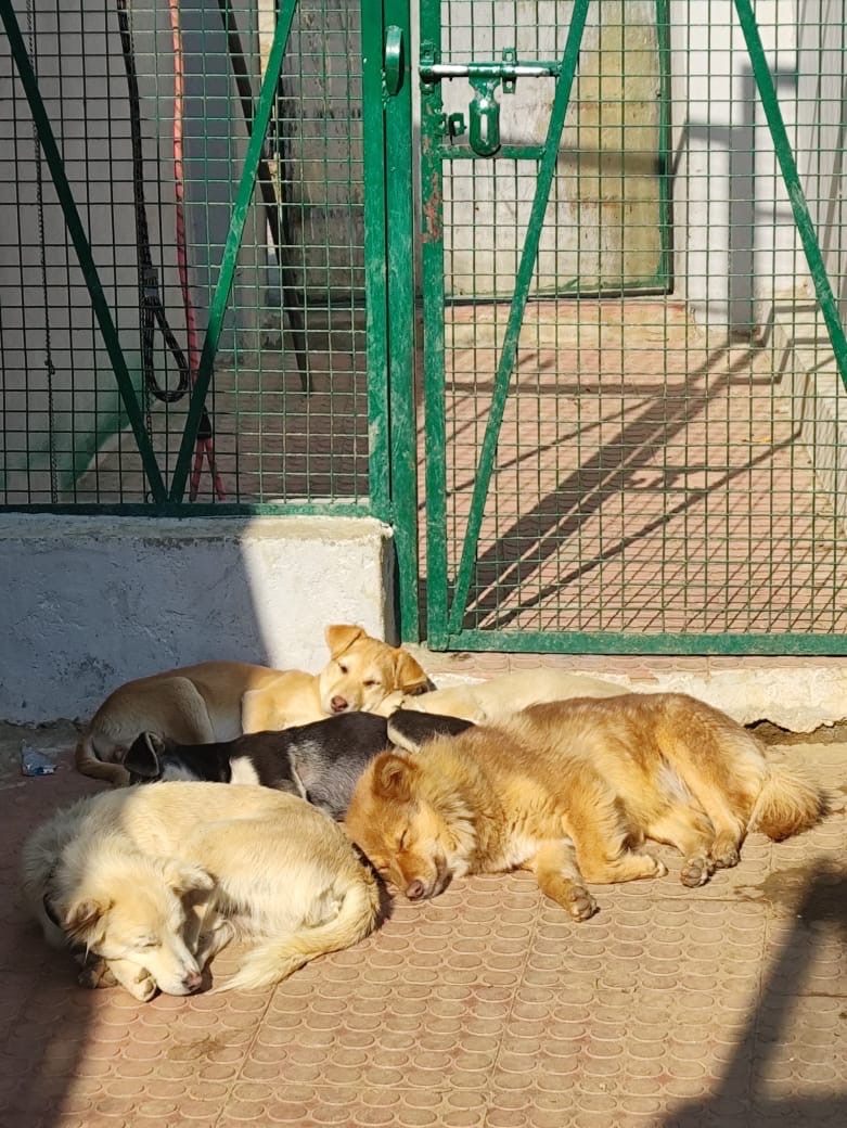 The dogs in the mountains and their rescuers campaign photo, 4 of 7