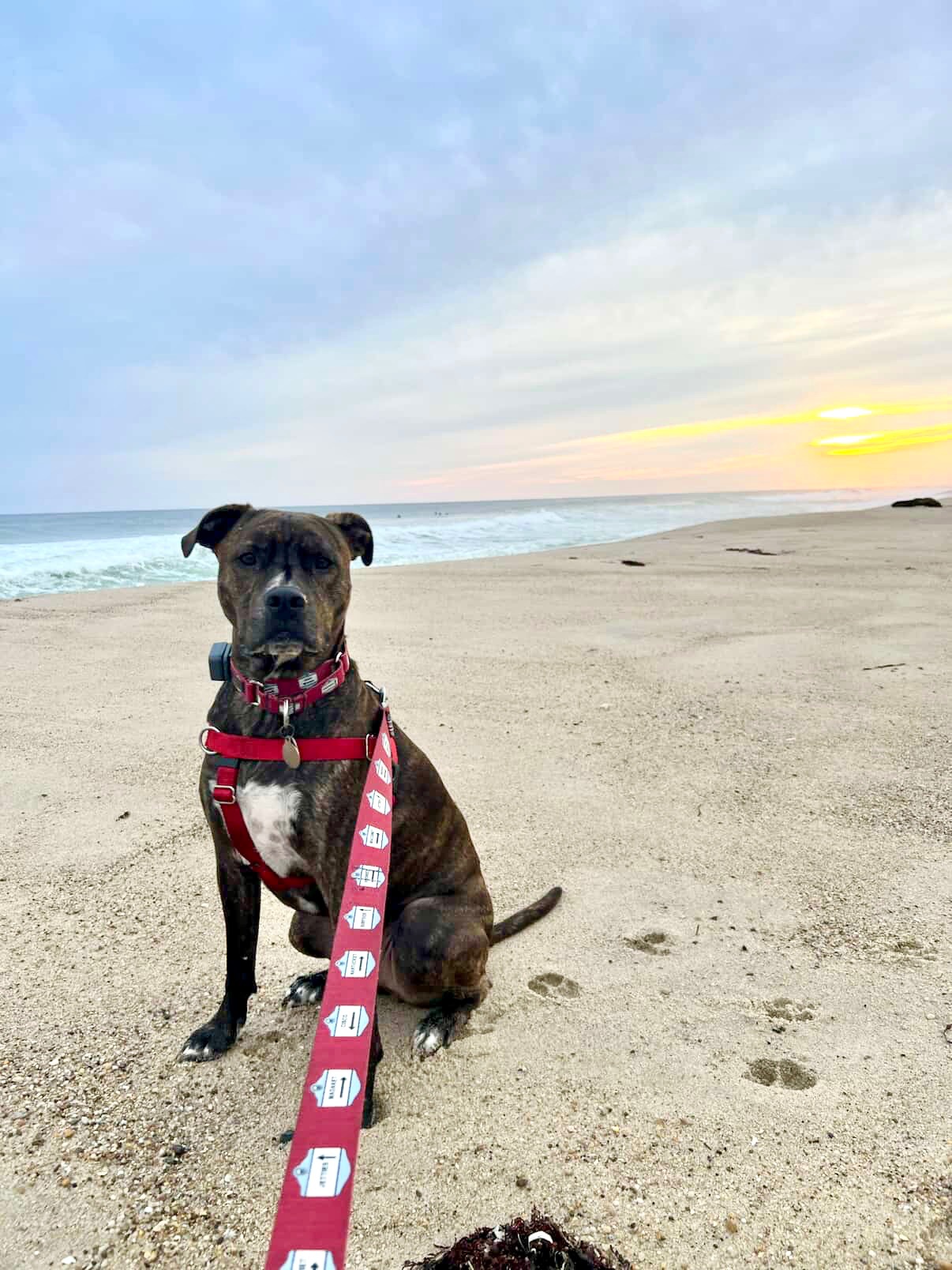 Help Ally With Odin’s ACL Surgery campaign photo, 4 of 5